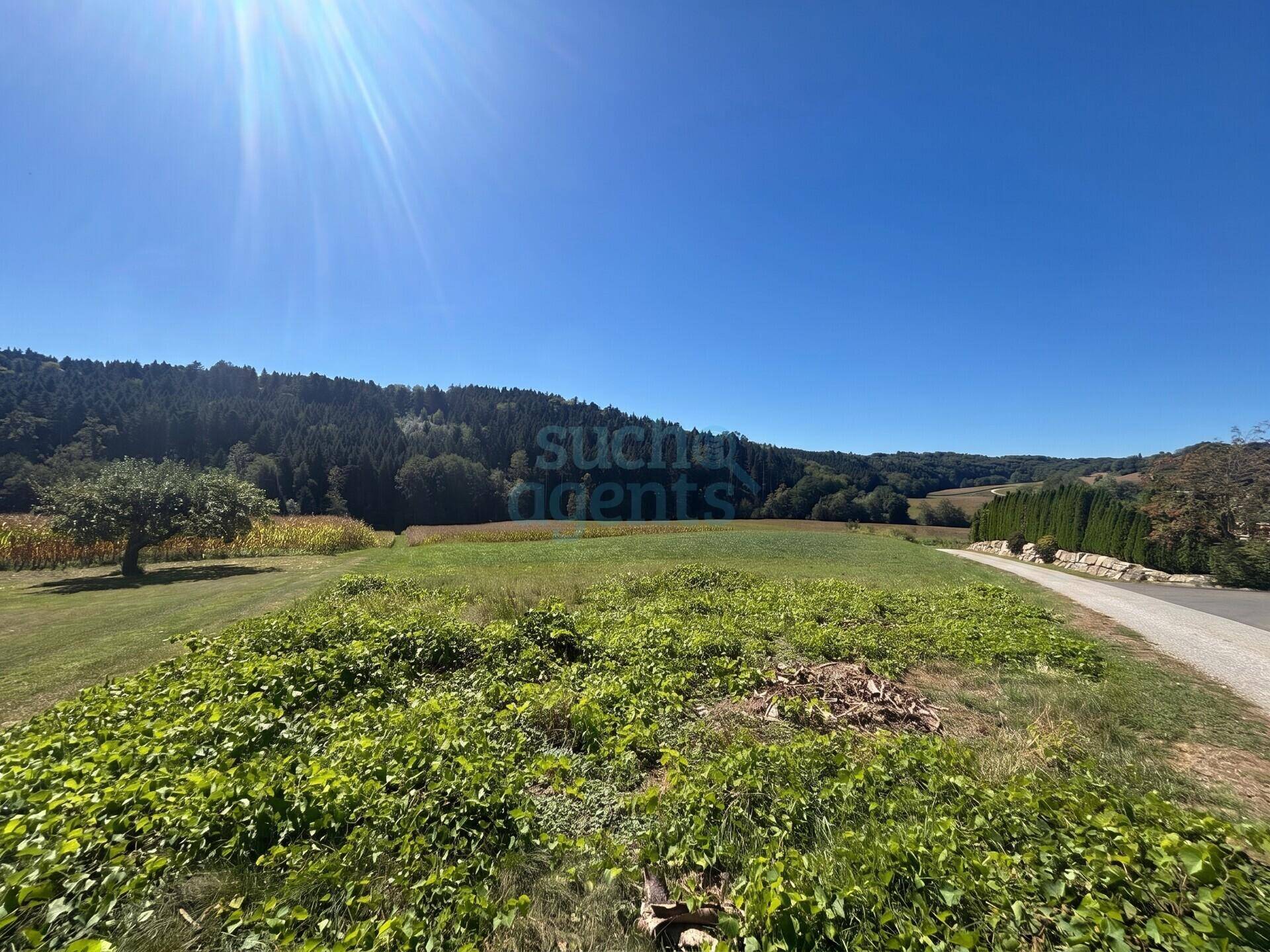Sonnige ländliche Landschaft mit weiten Feldern, Wald und einer Straße am Rand unter blauem Himmel.