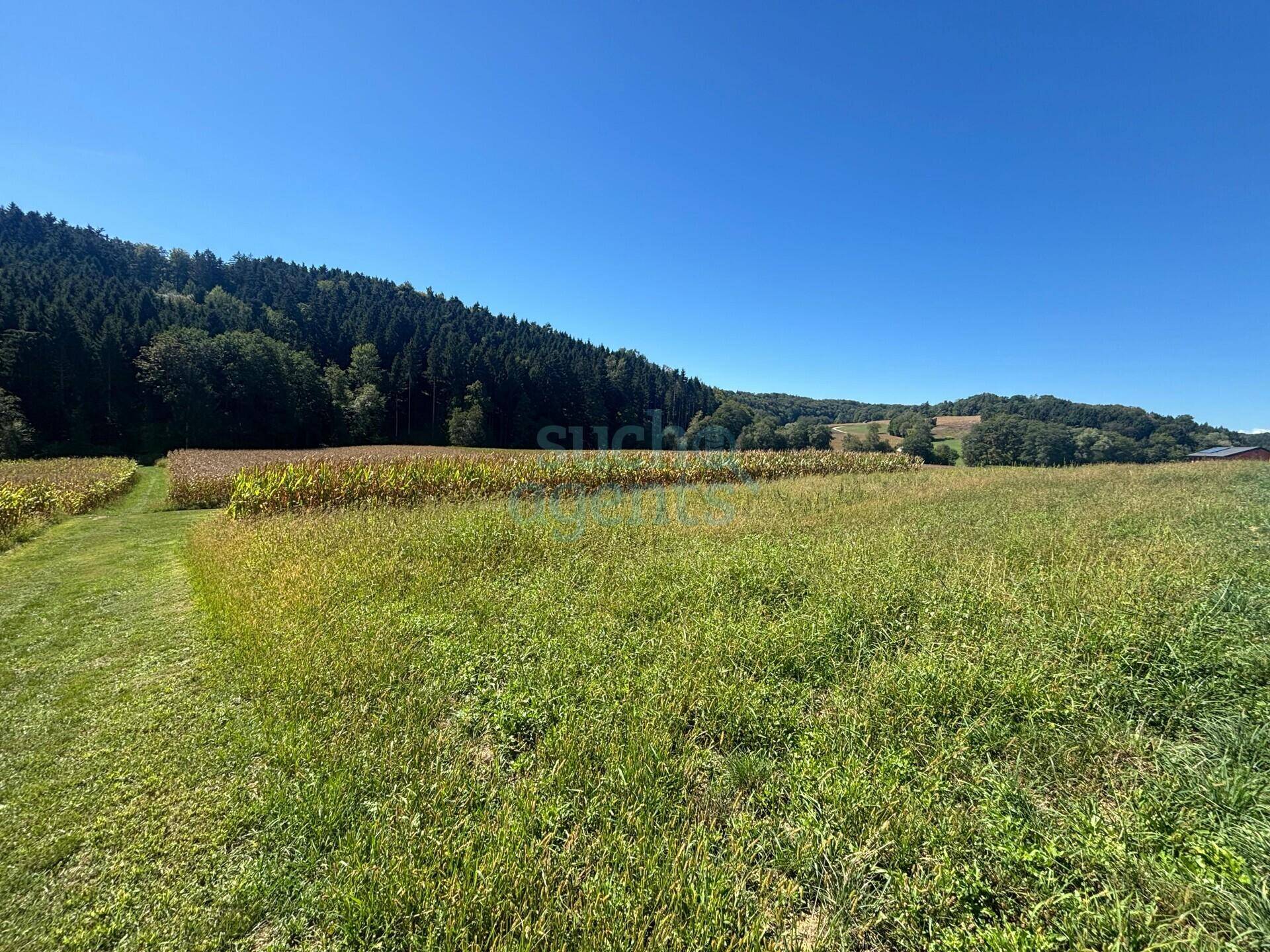Ausgedehnte grüne Felder mit angrenzenden Maisfeldern und einem Wald im Hintergrund unter blauem Himmel.