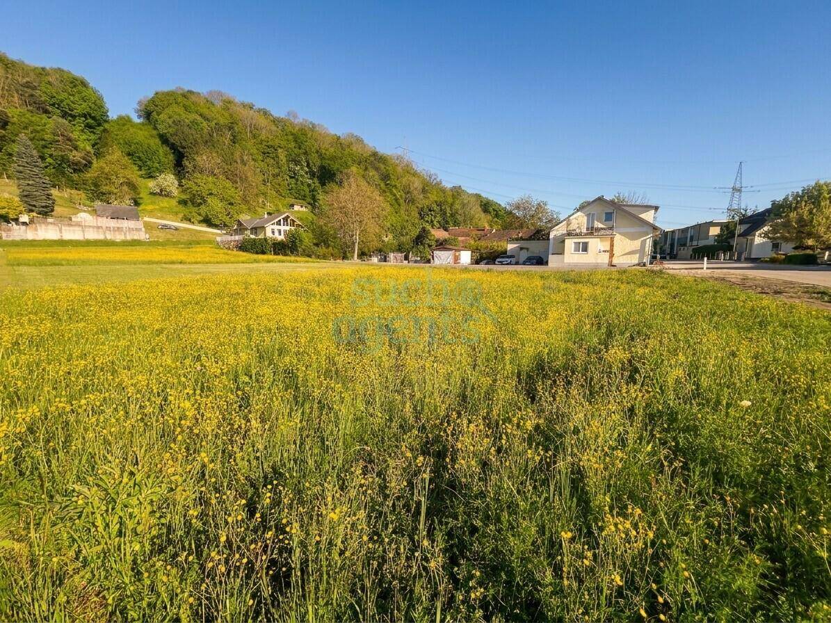 Blühendes Feld mit grünen Hügeln und Häusern im Hintergrund an einem sonnigen Tag.