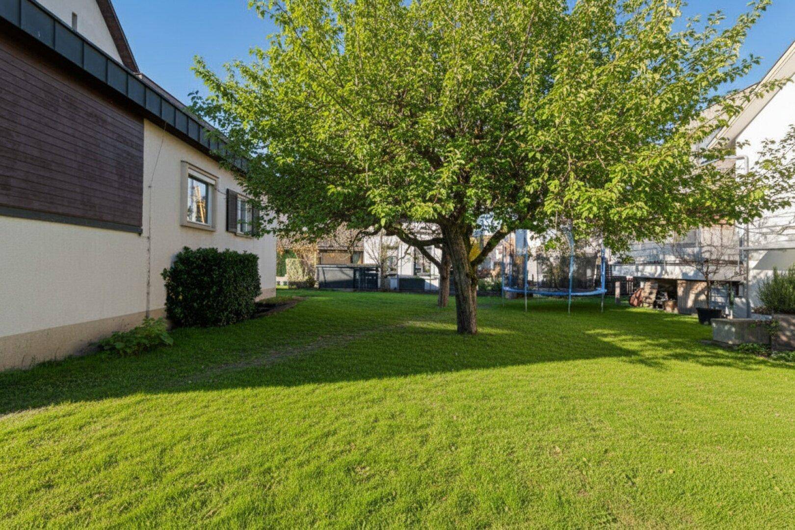 Großer grüner Garten mit Rasenfläche, Baum und Trampolin im Hintergrund.