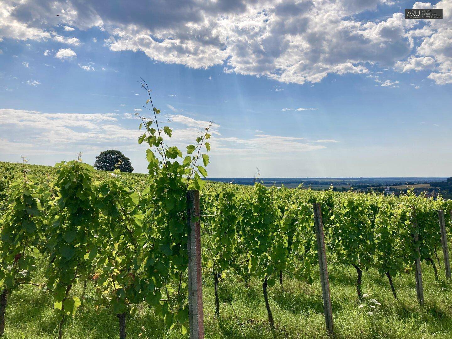 Grüne Weinreben unter einem weiten blauen Himmel mit vereinzelten Wolken und Fernblick.