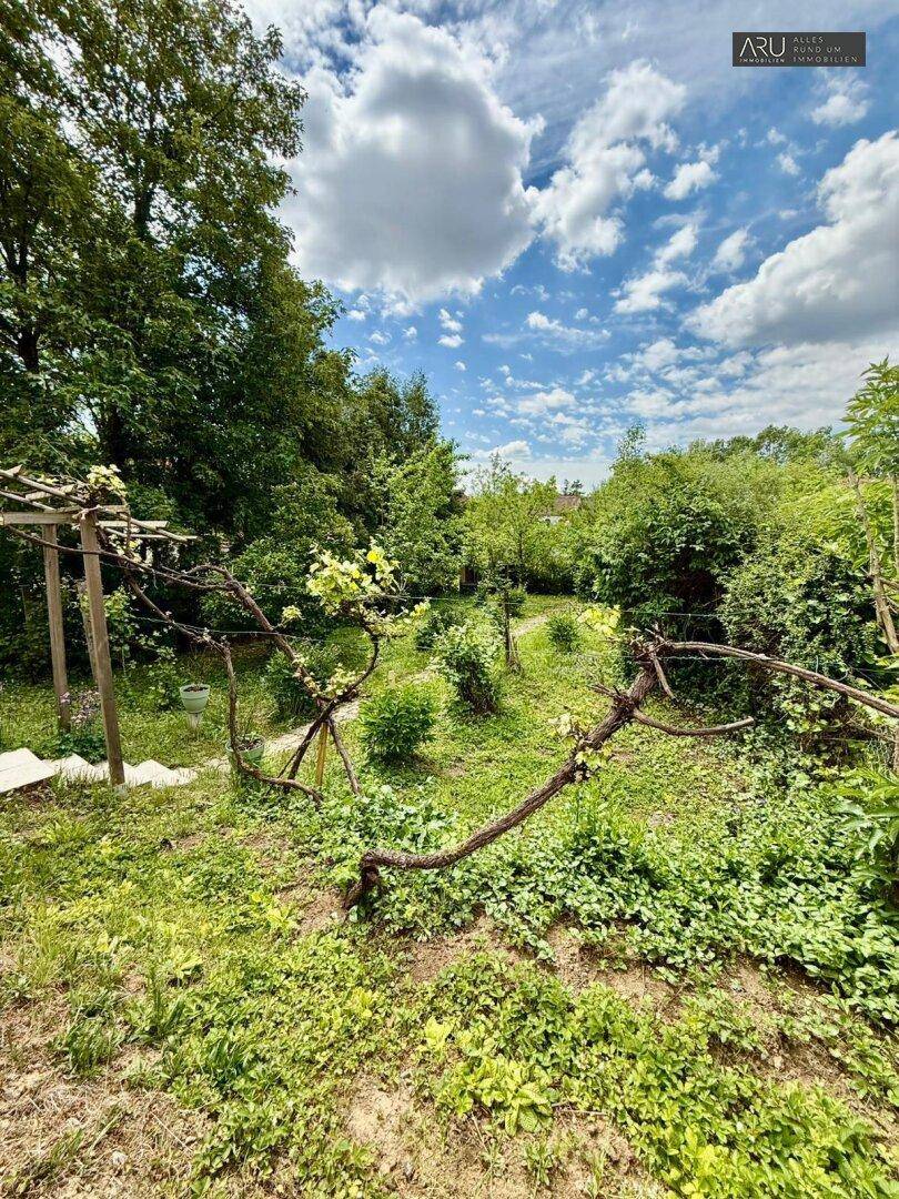 Grüner Gartenbereich mit Weinreben und üppiger Vegetation unter blauem Himmel, sehr natürlich.