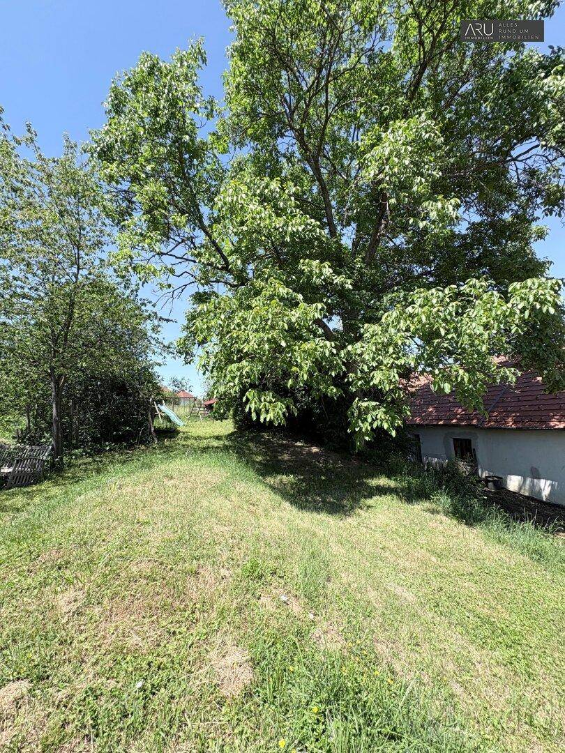 Naturbelassener Gartenbereich mit einem imposanten alten Baum und angrenzendem Gebäude.