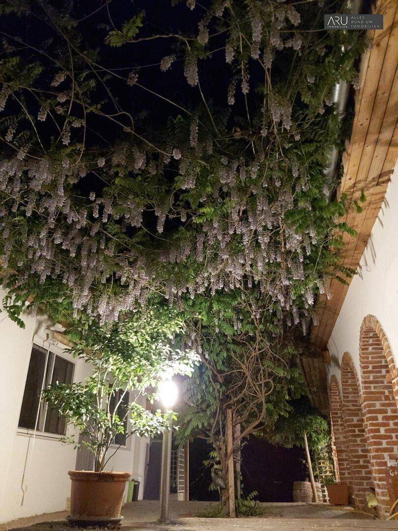 Überdachter Außenbereich mit üppiger Kletterpflanze und stimmungsvoller Beleuchtung bei Nacht.