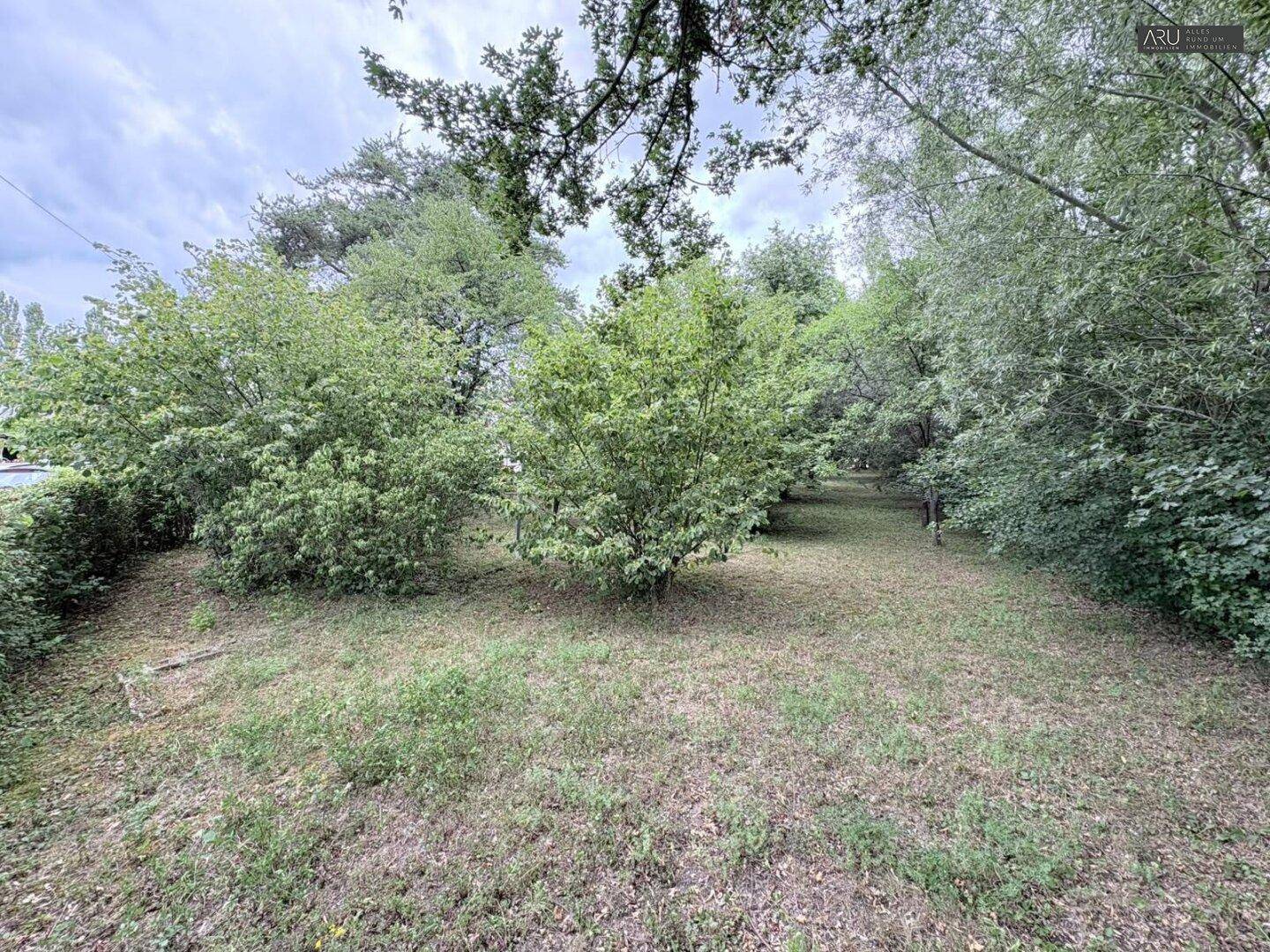 Dichter Gartenbereich mit üppiger Vegetation und vielen Sträuchern und Bäumen.