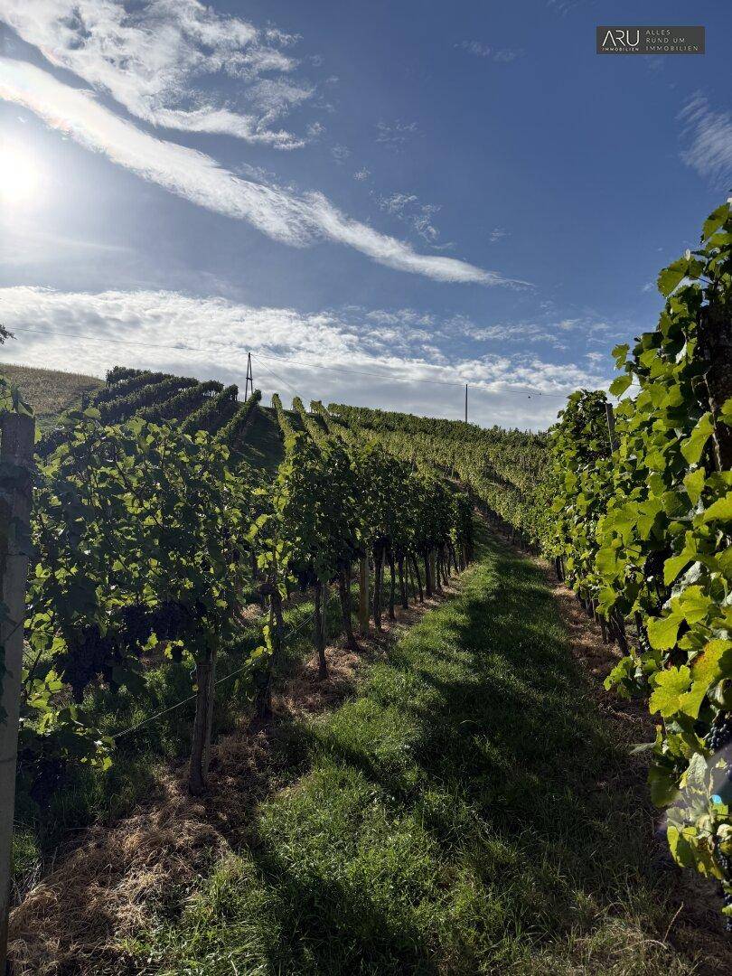 Weitläufige Weinberge unter blauem Himmel, mit Reihen von Rebstöcken in der Sonne.