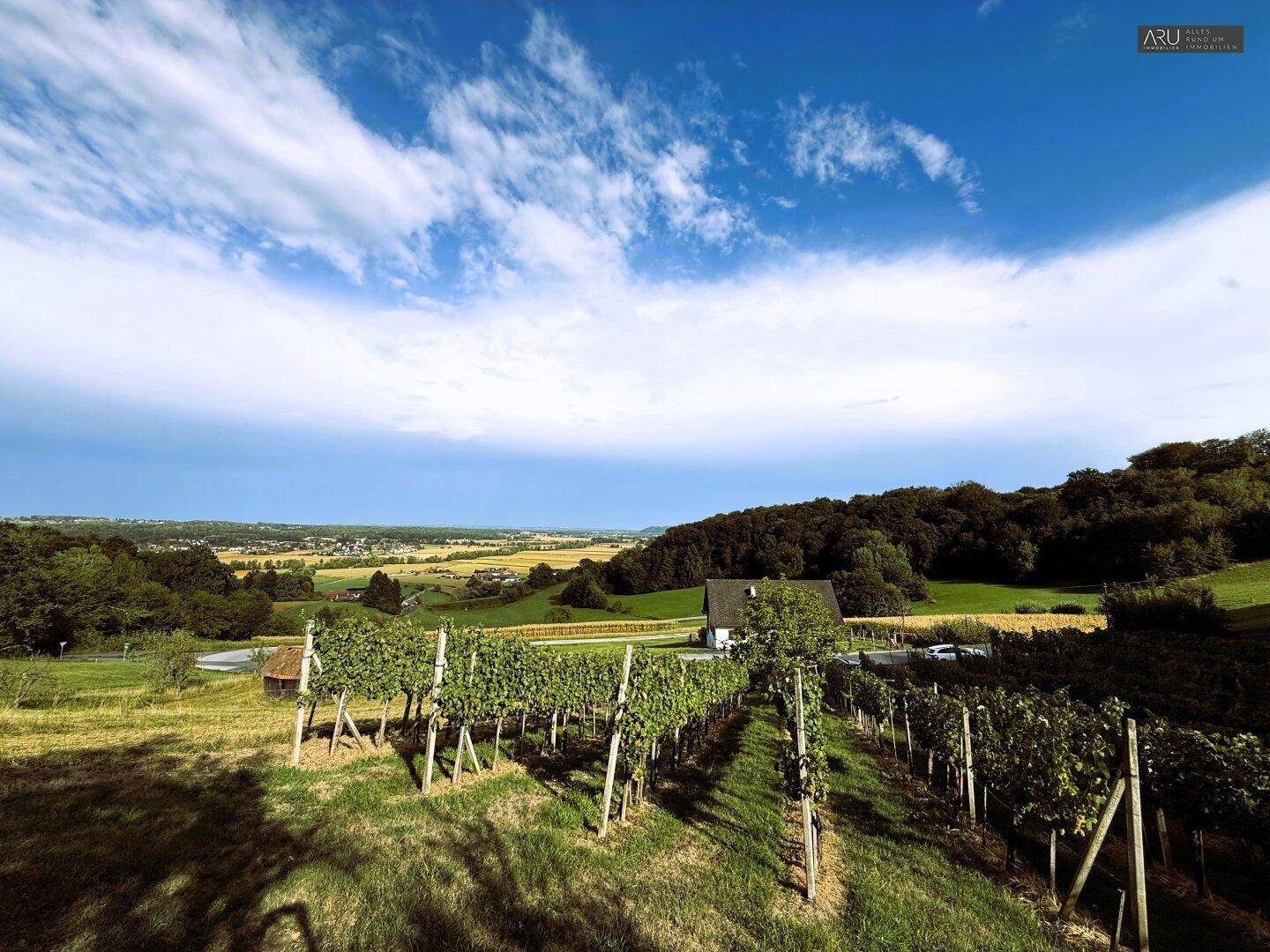 Weitläufige Weinberge erstrecken sich über sanfte Hügel unter einem dramatischen blauen Himmel.