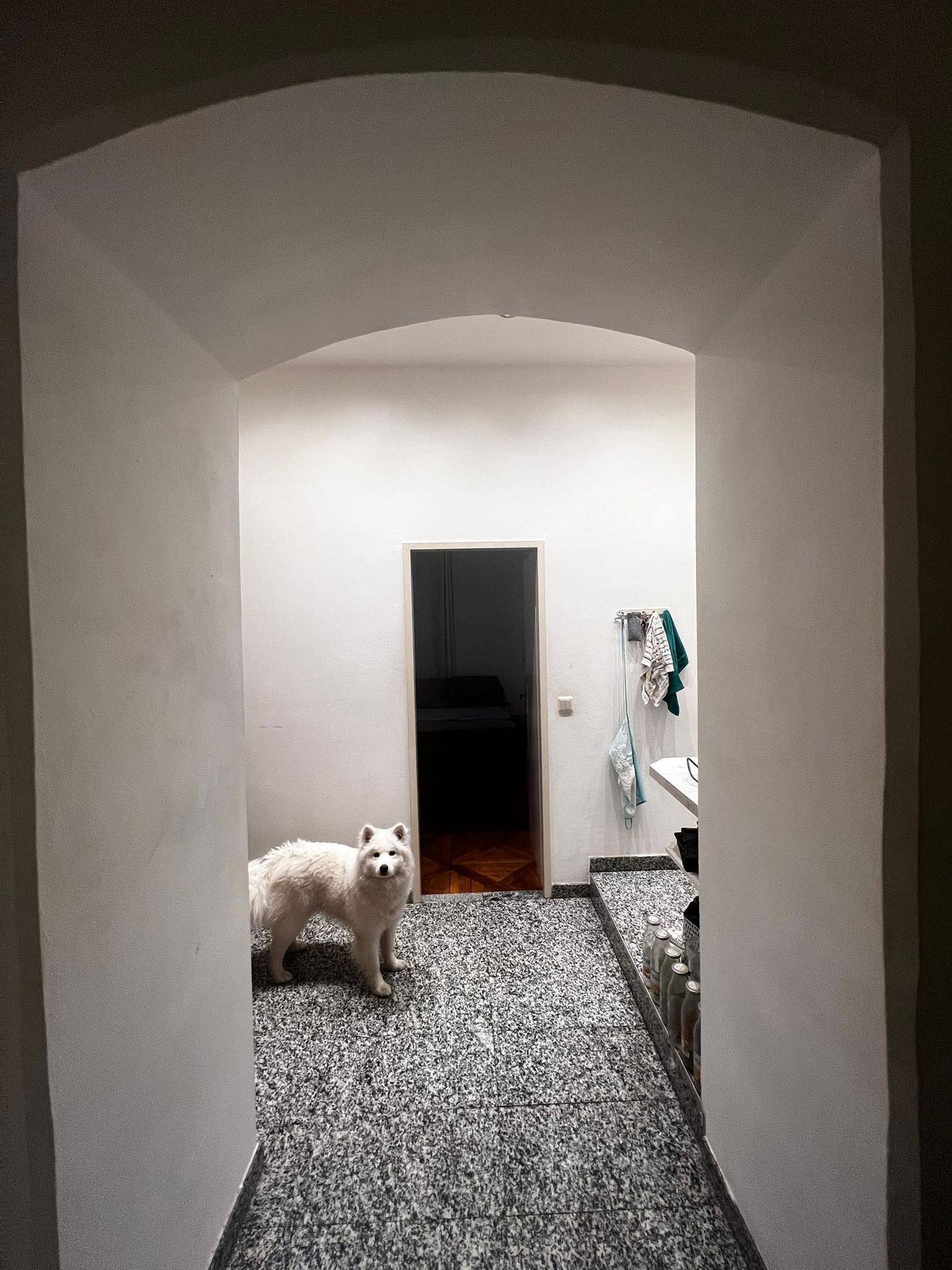 Heller Eingangsbereich mit gefliestem Boden und einem weißen Hund, der in die Kamera blickt.