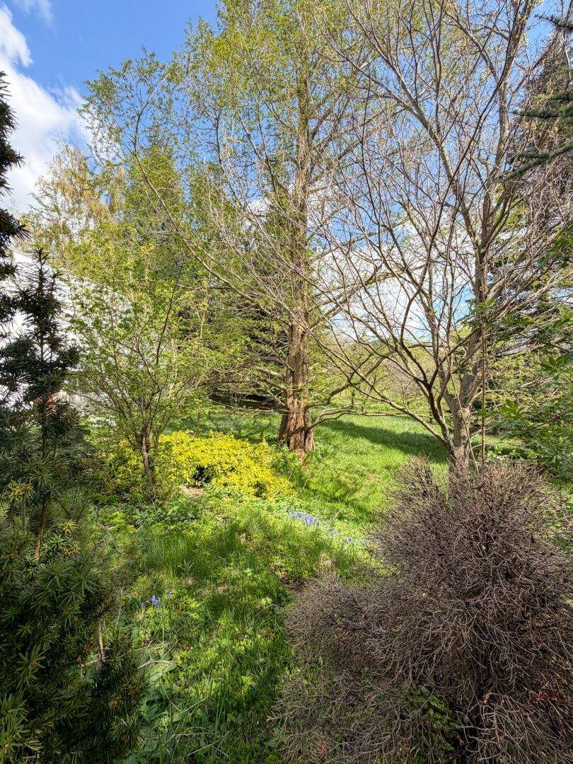Natürlicher Gartenbereich mit verschiedenen Bäumen und Sträuchern, der eine ruhige Atmosphäre schafft.