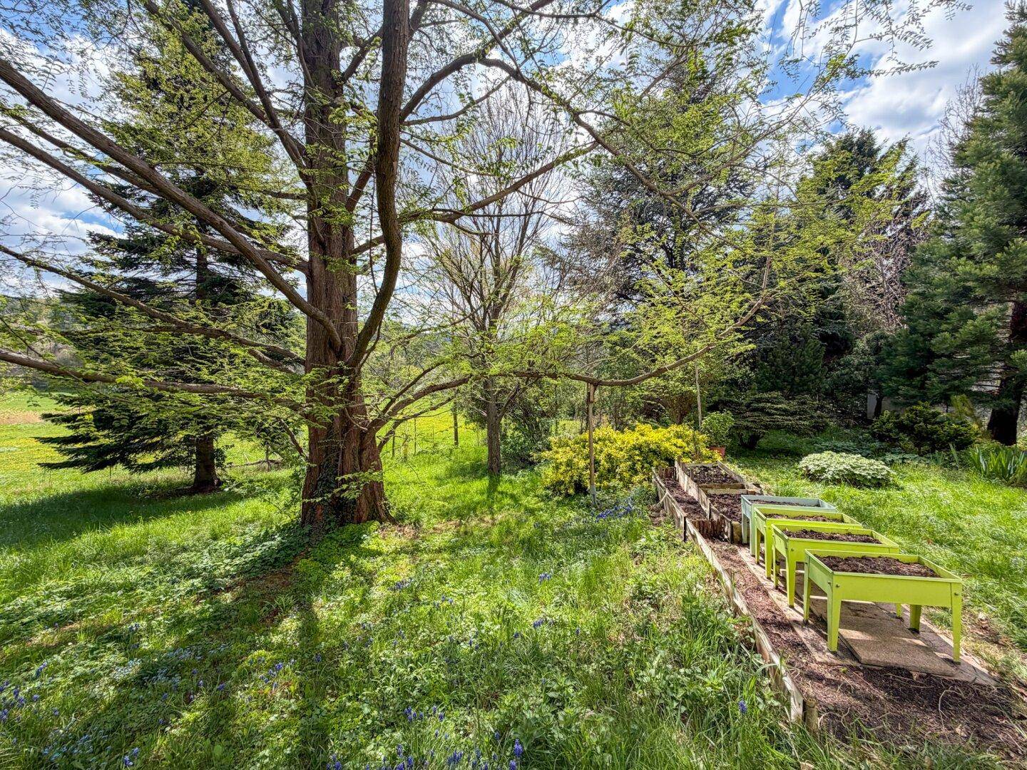 Sonnige Gartenlandschaft mit großen Bäumen, Rasen und Hochbeeten für den Anbau von Pflanzen.