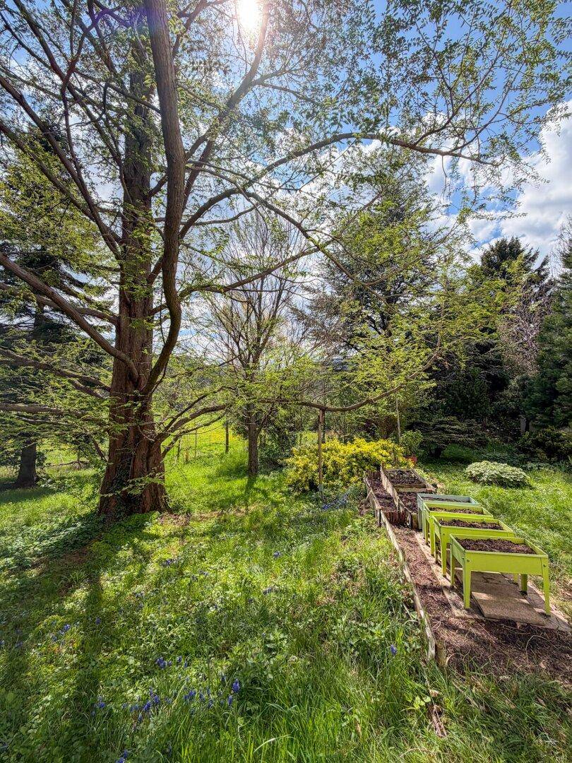Idyllischer Garten mit hohen Bäumen, grünen Rasenflächen und Hochbeeten unter strahlendem Sonnenschein.