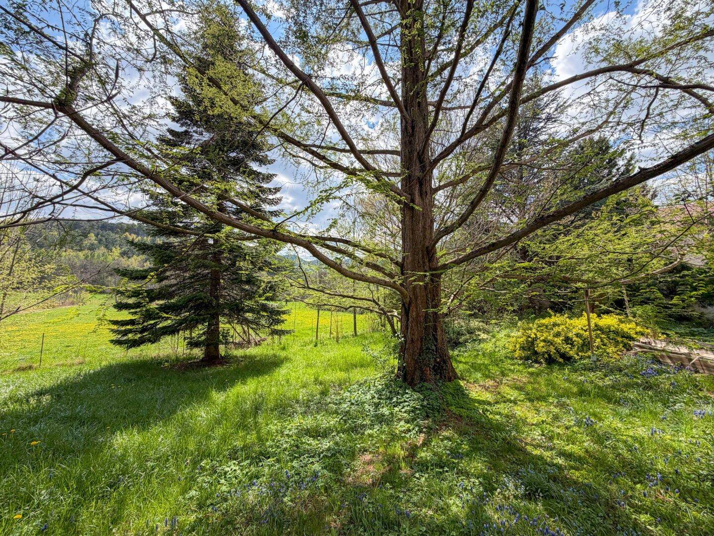 Weitläufiger Garten mit großen Bäumen und grünen Wiesen, der eine offene Landschaft bietet.