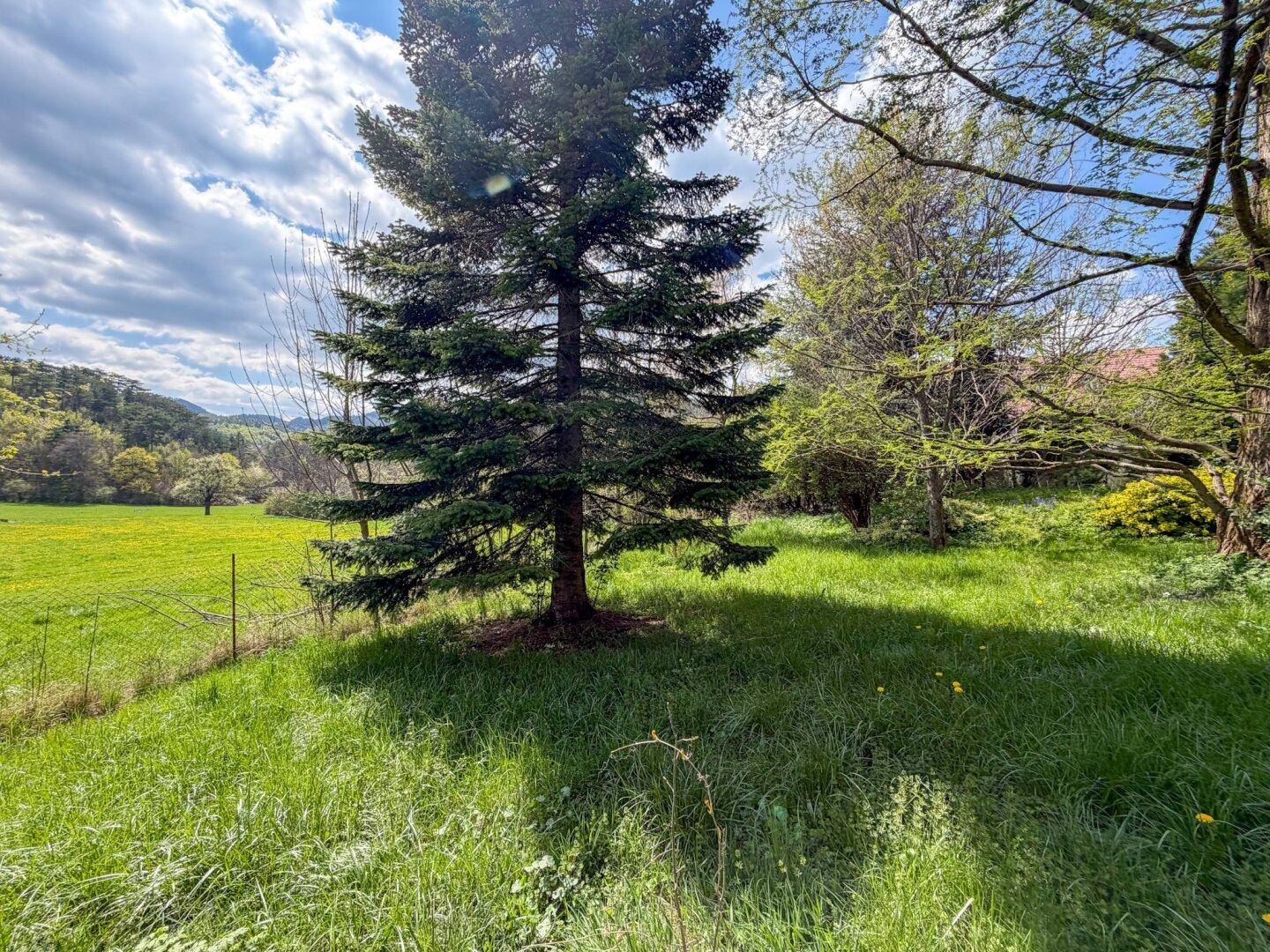 Offene Wiesenlandschaft mit einem großen Nadelbaum und Blick auf die umliegende Natur.
