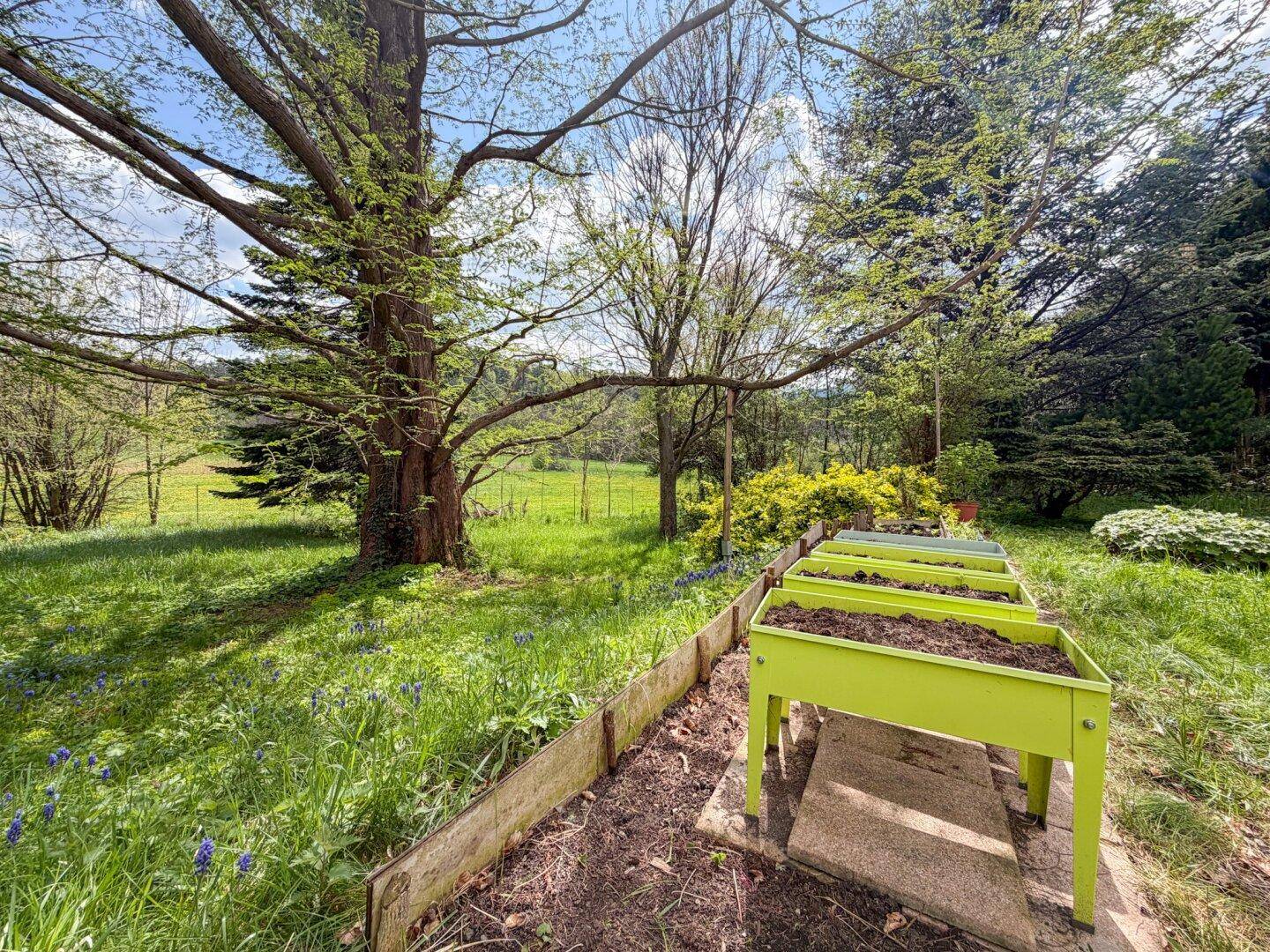 Sonnige Gartenlandschaft mit großen Bäumen, Rasen und Hochbeeten für den Anbau von Pflanzen.