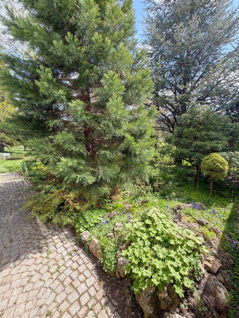 Gepflasterter Weg durch einen grünen Garten mit großen Bäumen und verschiedenen Pflanzen.