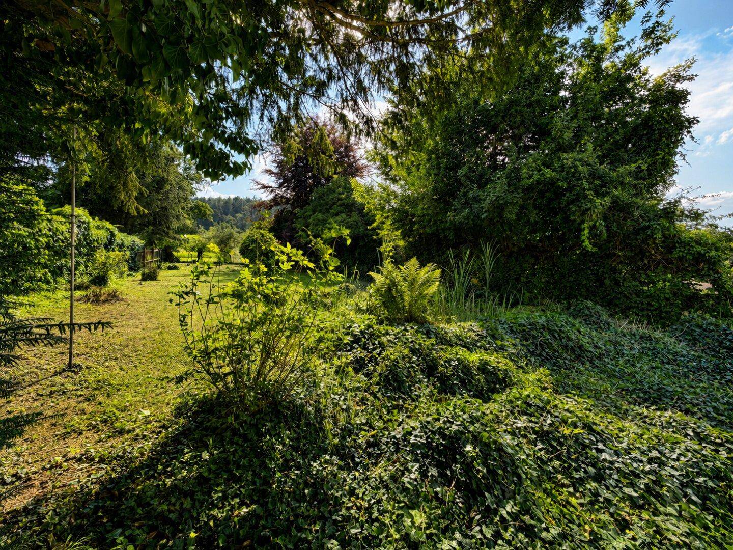 Dichter, naturbelassener Gartenbereich mit vielfältiger Vegetation und hohen Bäumen.