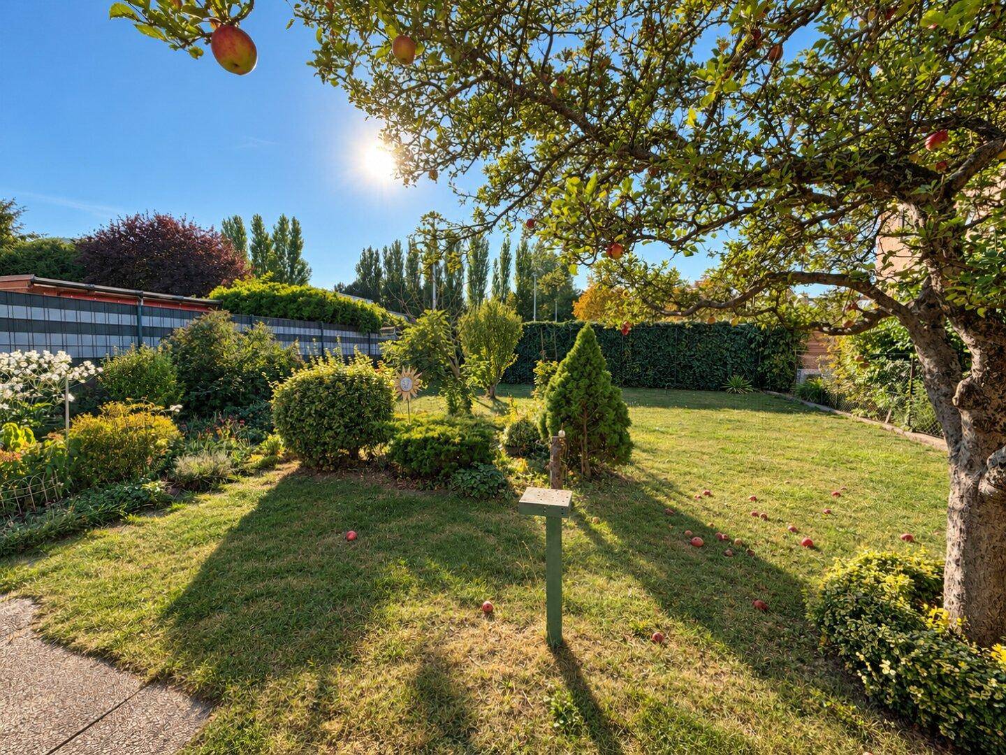 Sonniger Garten mit Rasenfläche, Apfelbaum und herabgefallenen Äpfeln, umgeben von Hecken.