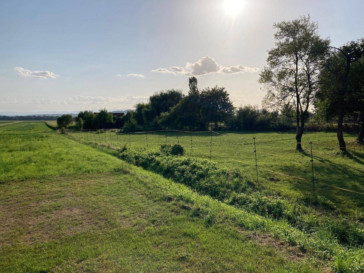 Weitläufige grüne Wiesenlandschaft mit einem einfachen Zaun und Bäumen unter strahlendem Sonnenschein.