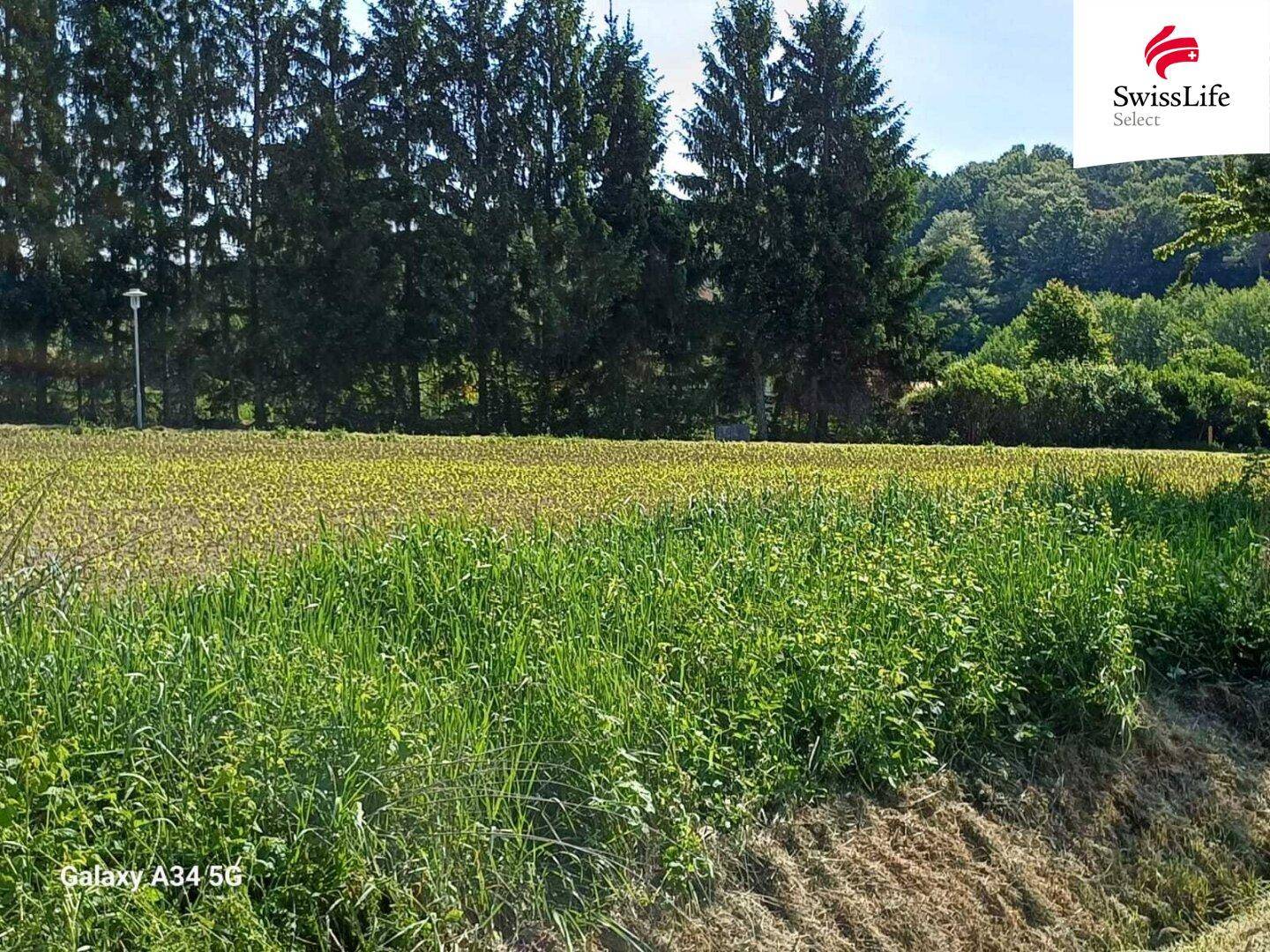 Grüne Wiese mit hohem Gras im Vordergrund und dichtem Wald im Hintergrund unter blauem Himmel.