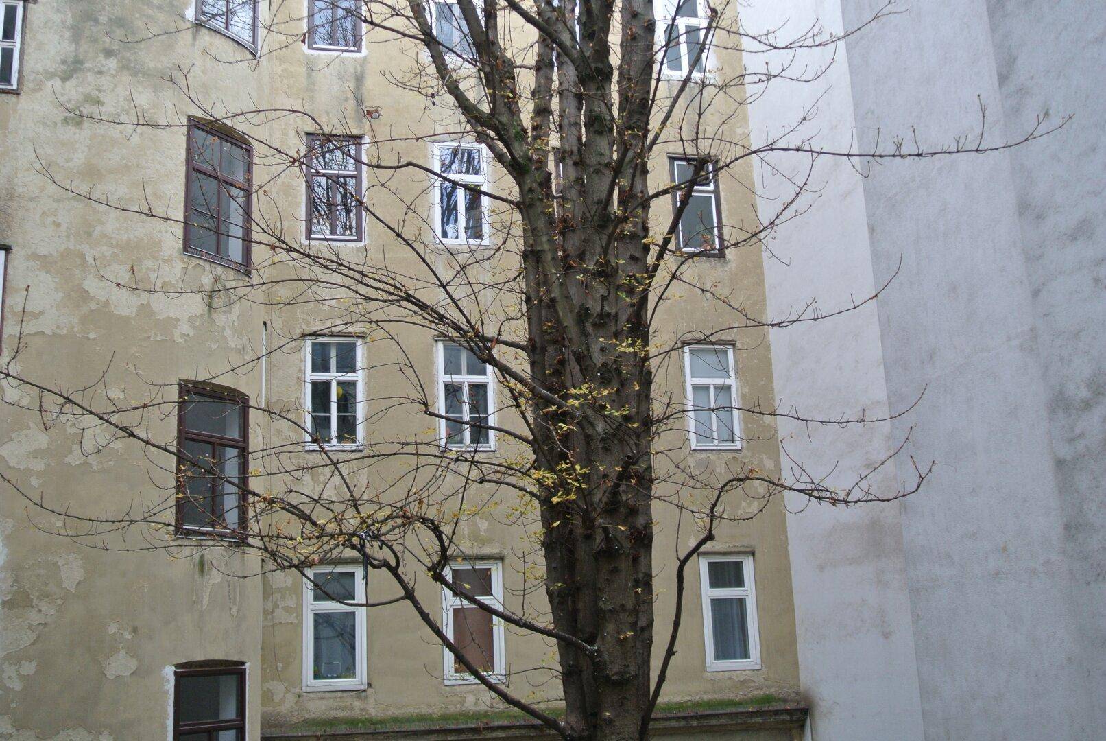 Innenhof mit einem kahlen Baum und mehreren Fenstern an der Gebäudefassade.