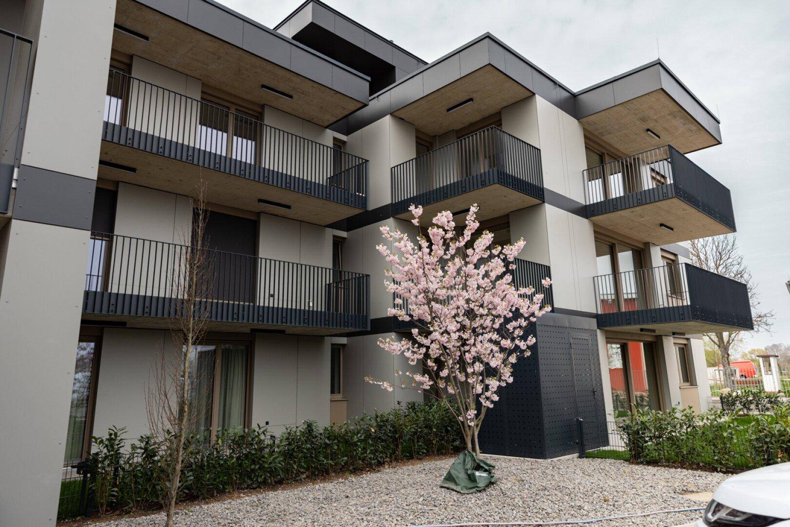 Moderne Apartmentfassade mit mehreren Balkonen und einem blühenden Kirschbaum im Vorgarten.