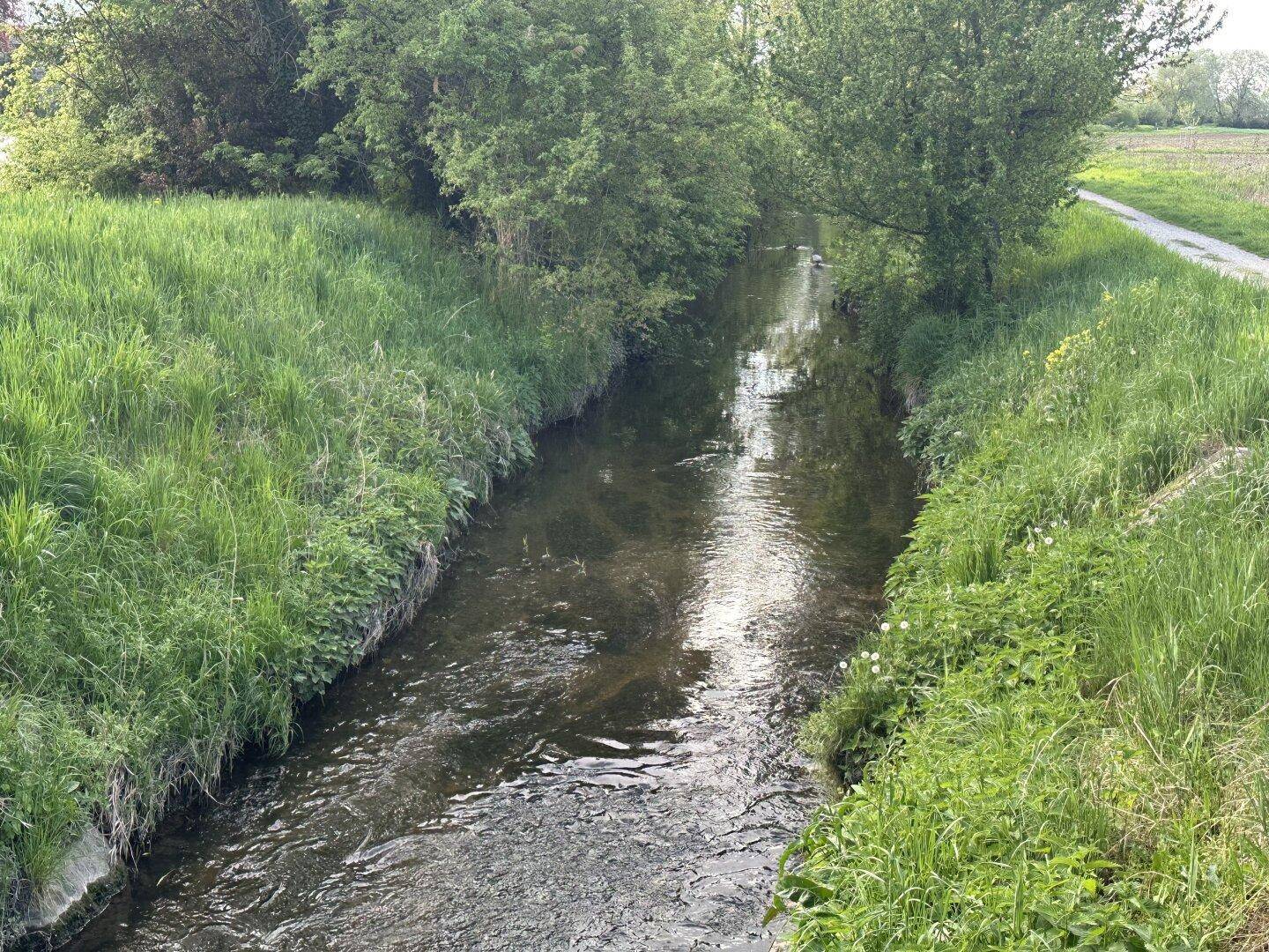 Ruhiger Bachlauf umgeben von üppigem Grün und Bäumen in einer natürlichen Landschaft.