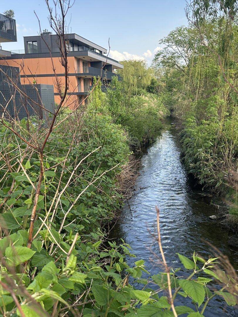 Flusslauf mit dichter Ufervegetation und modernen Wohngebäuden im Hintergrund.