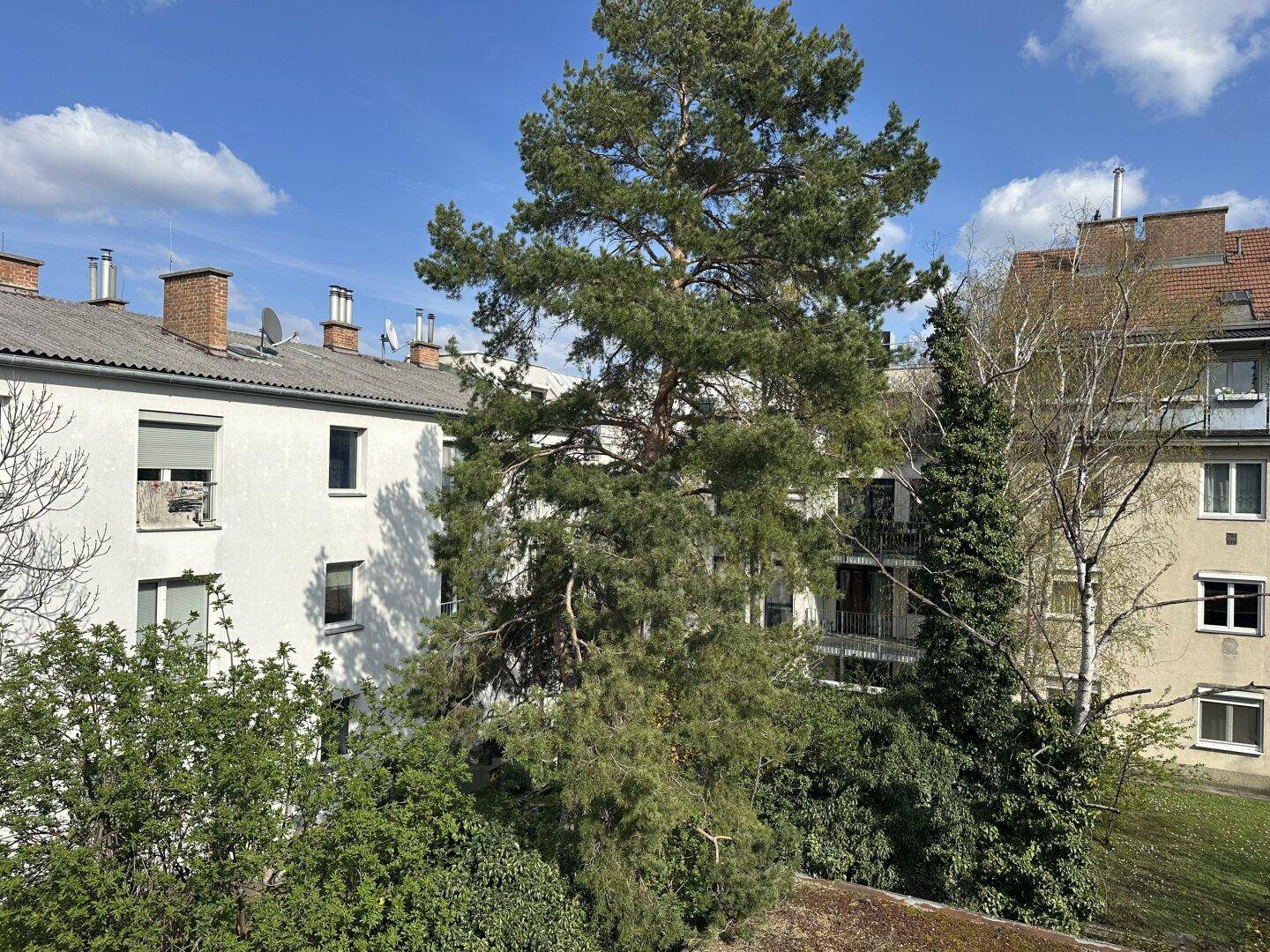 Blick ins Grüne mit einem großen Nadelbaum und umliegenden Wohngebäuden unter blauem Himmel.