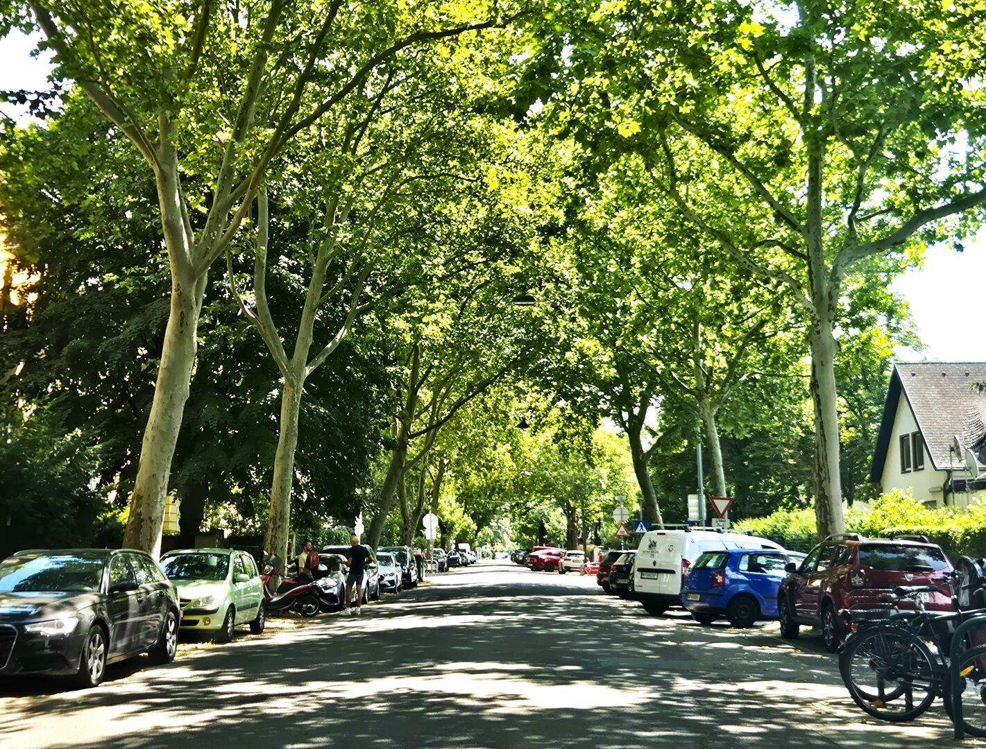 Eine von Bäumen gesäumte Straße mit parkenden Autos und viel Grün an einem sonnigen Tag.