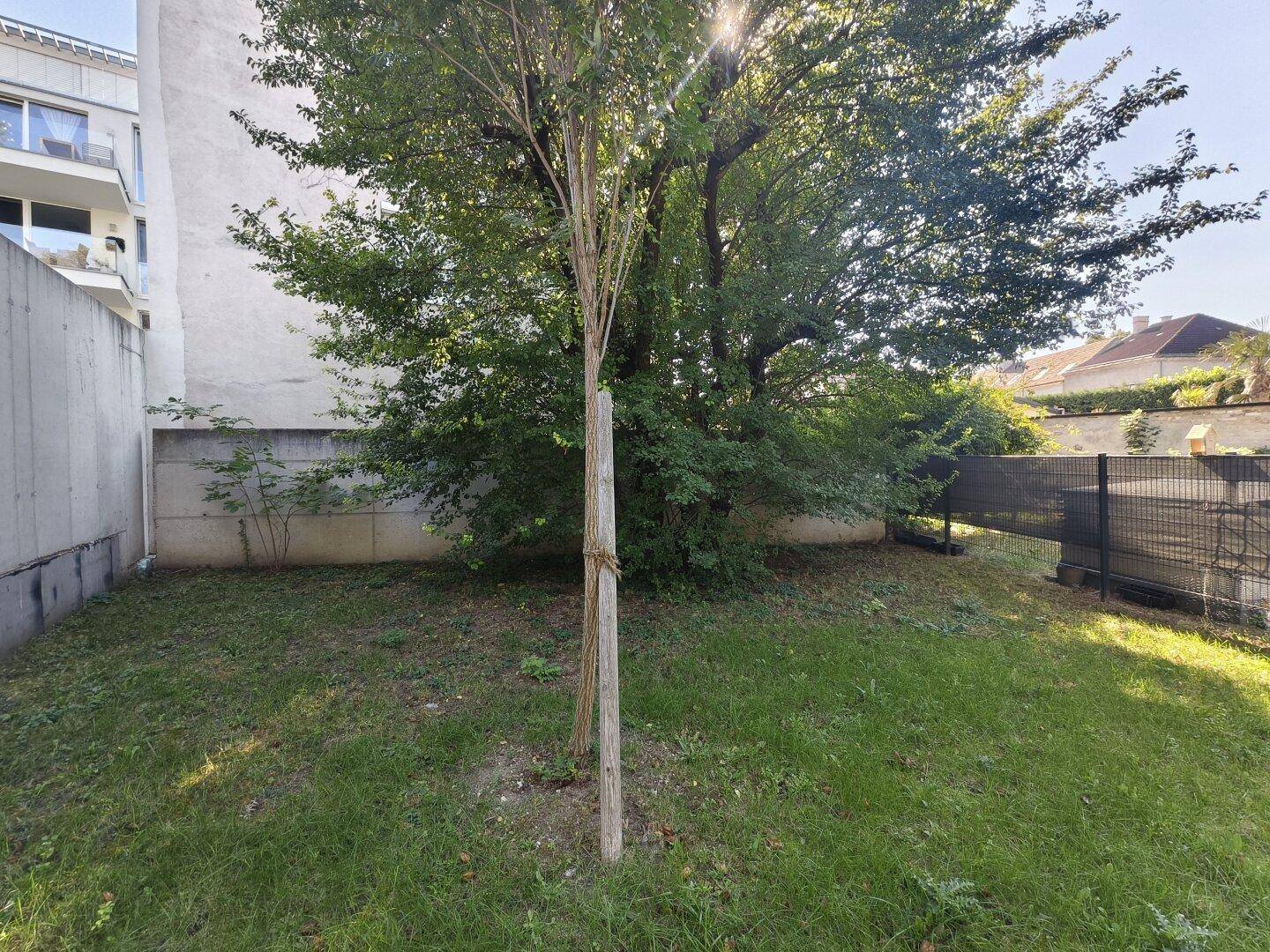 Kleiner Gartenbereich mit Rasenfläche und jungen Bäumen, umgeben von einer Mauer.