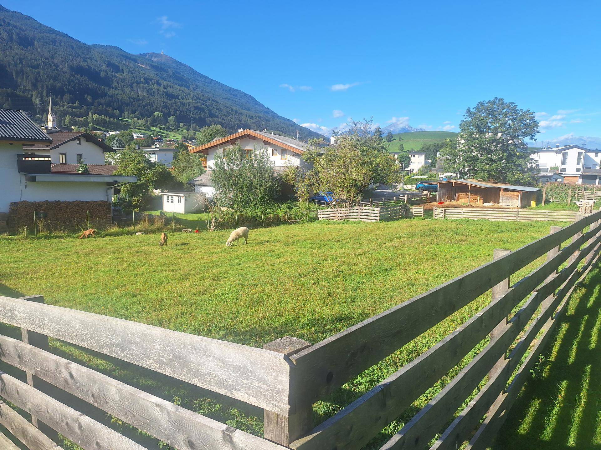 Weitläufige grüne Wiese mit Schafen, umzäunt von Holzzäunen und umgeben von Häusern und Bergen.