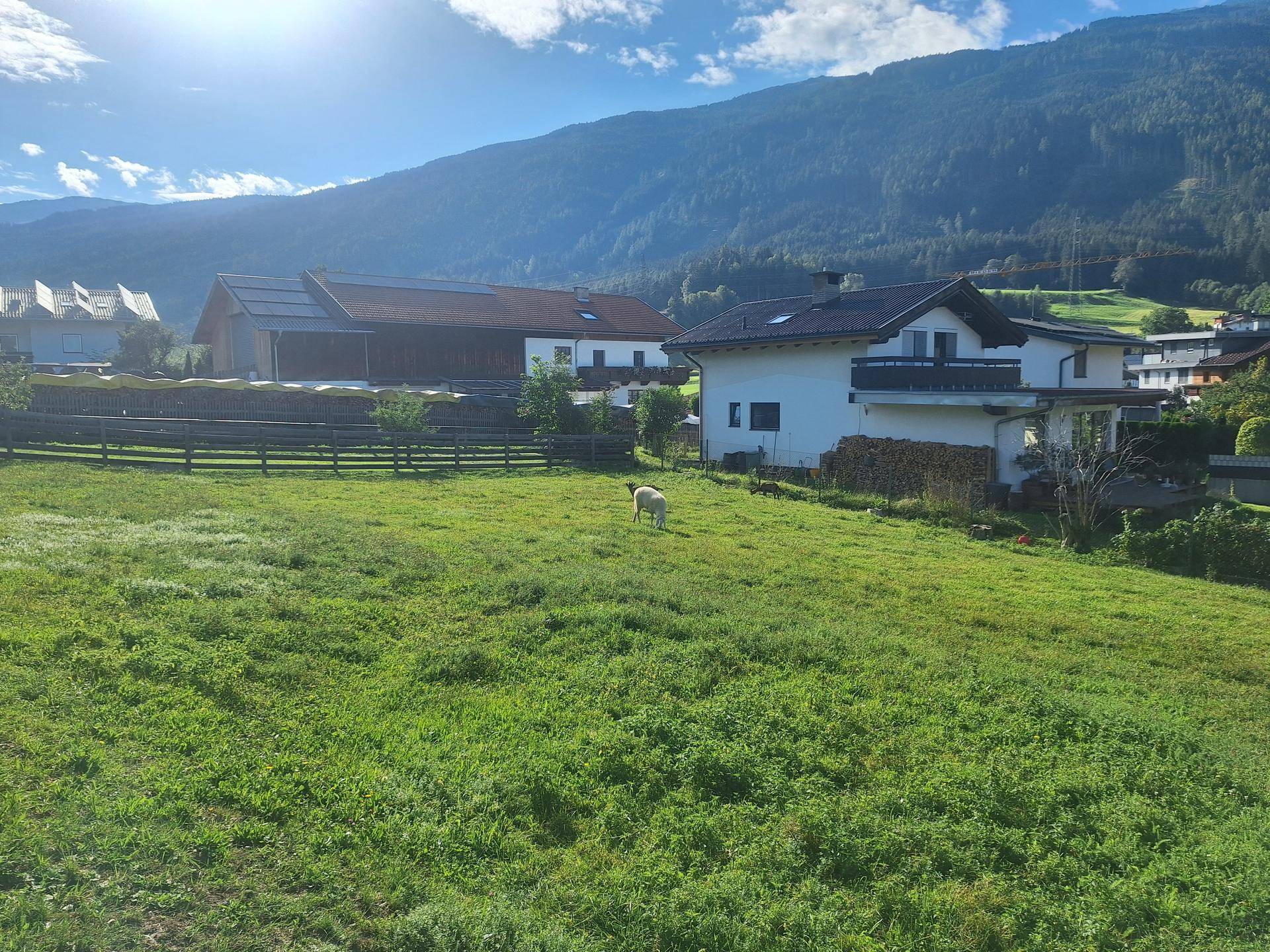 Sonnige grüne Wiese mit Schaf, umgeben von ländlichen Häusern und majestätischen Bergen.