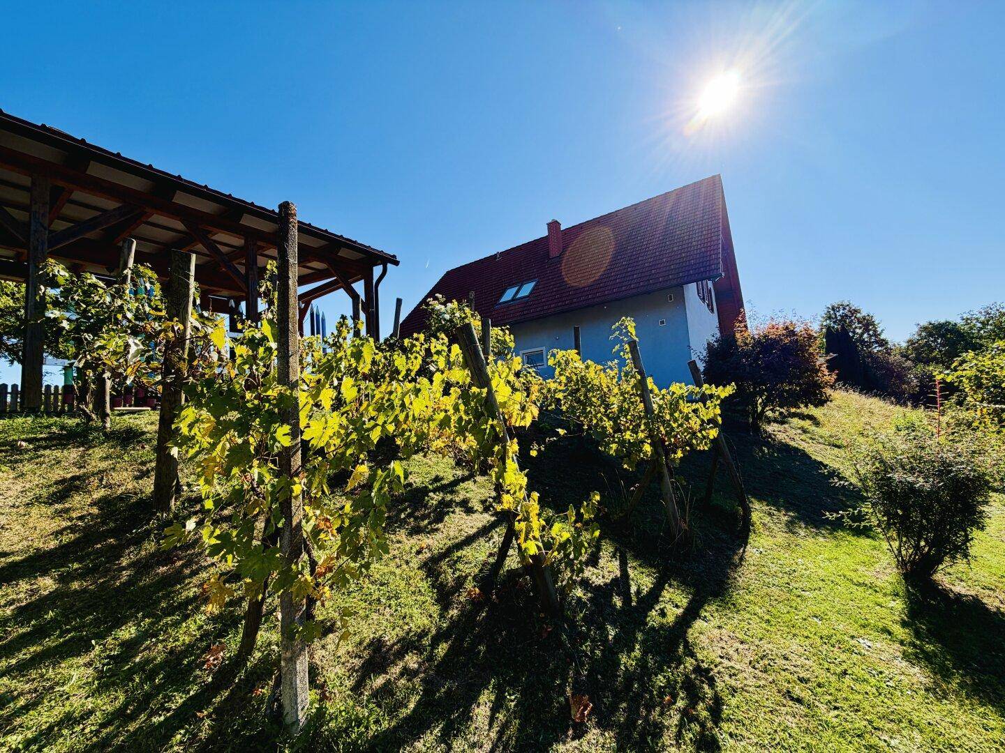 Hausansicht von einem Weinberg aus, mit sonnigem Wetter und grünen Reben im Vordergrund.