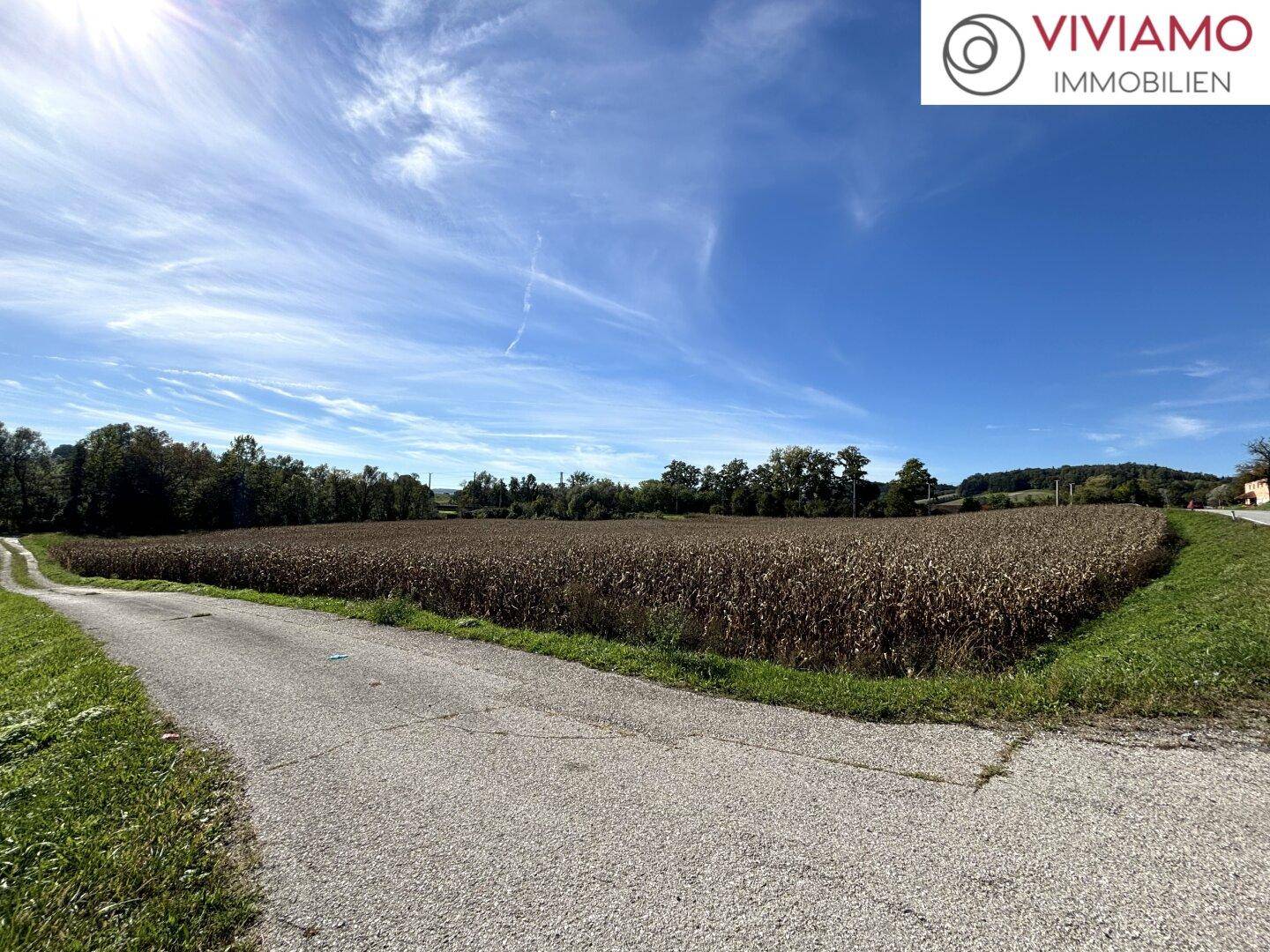 Blick auf ein weites Feld mit einem kleinen Feldweg unter einem strahlend blauen Himmel.