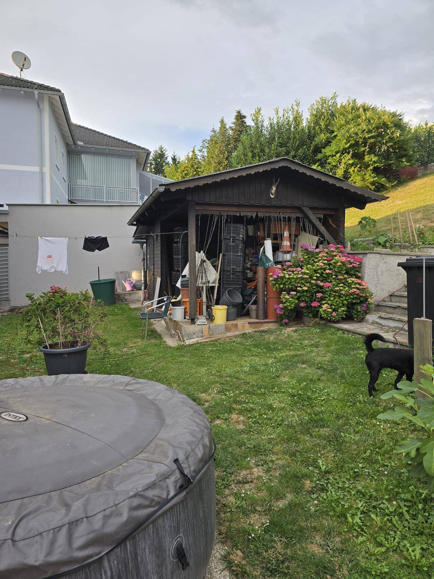 Hinterhof mit einem Holzschuppen, einem überdachten Whirlpool und einem kleinen Hund auf der Rasenfläche.