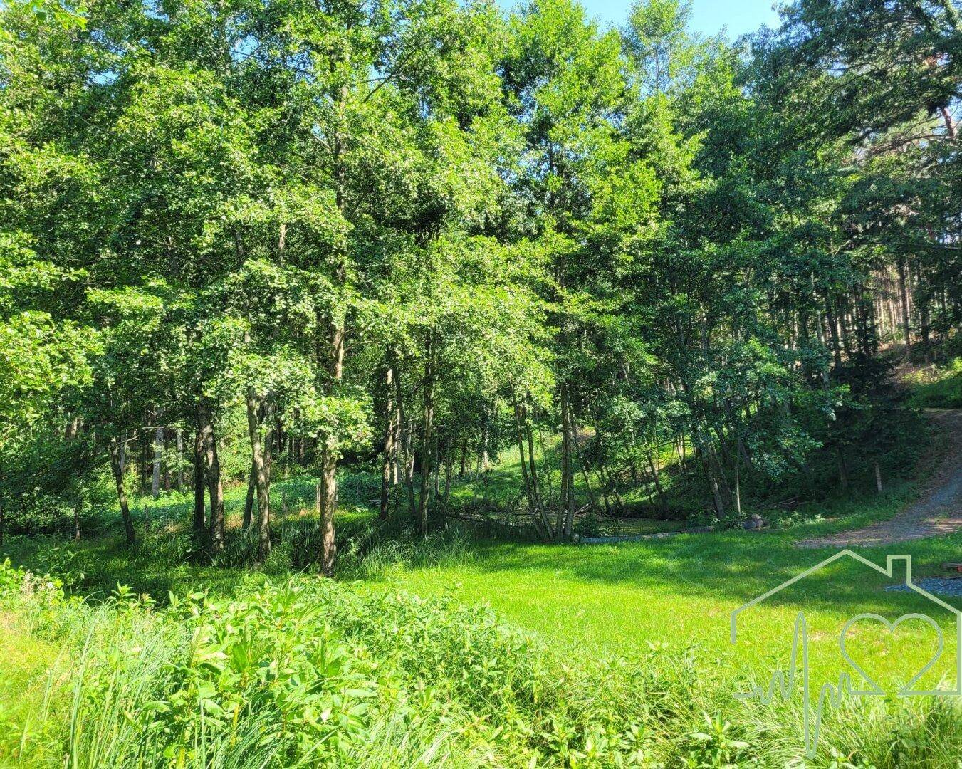 Grüne Wiesenfläche mit zahlreichen Bäumen, die in einen dichten Wald übergeht.