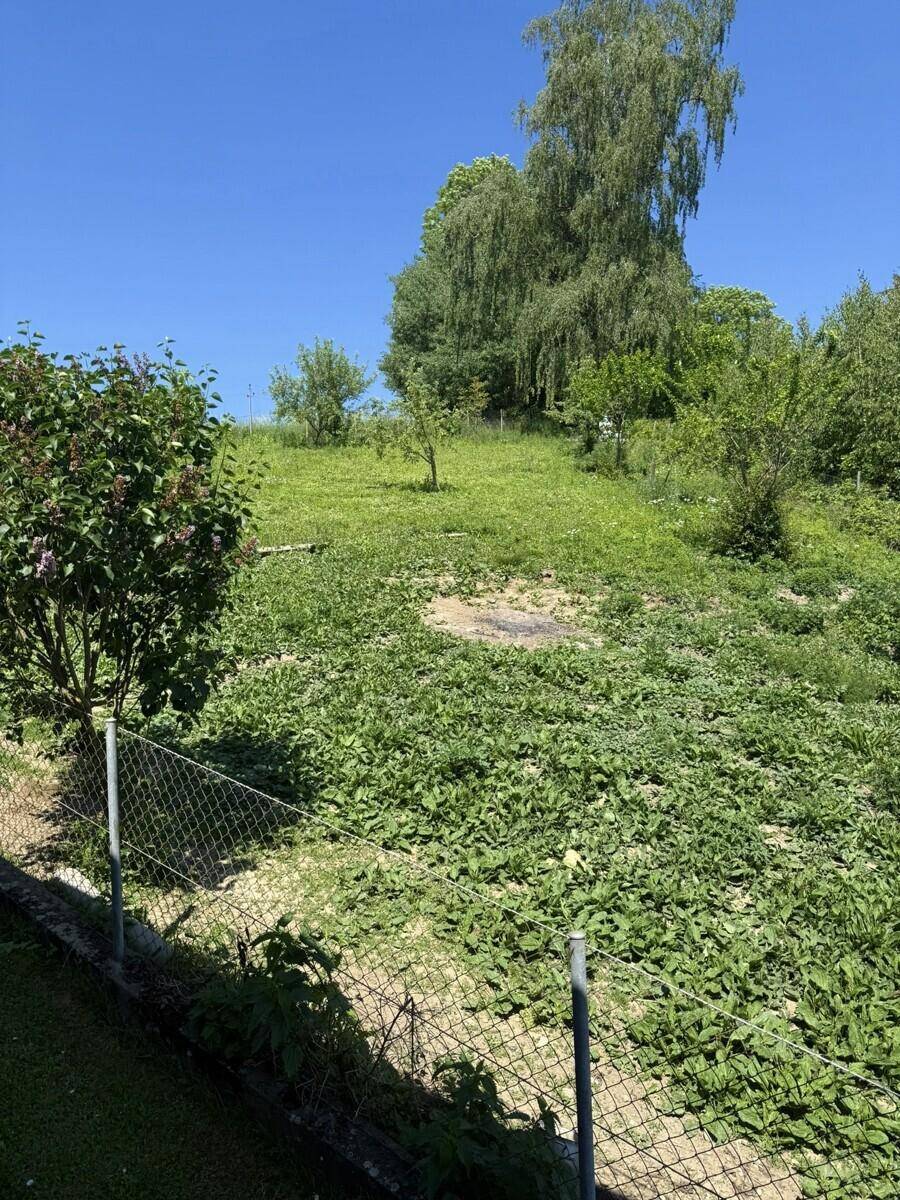 Naturbelassener Gartenbereich am Hang mit üppiger Vegetation und Maschendrahtzaun.