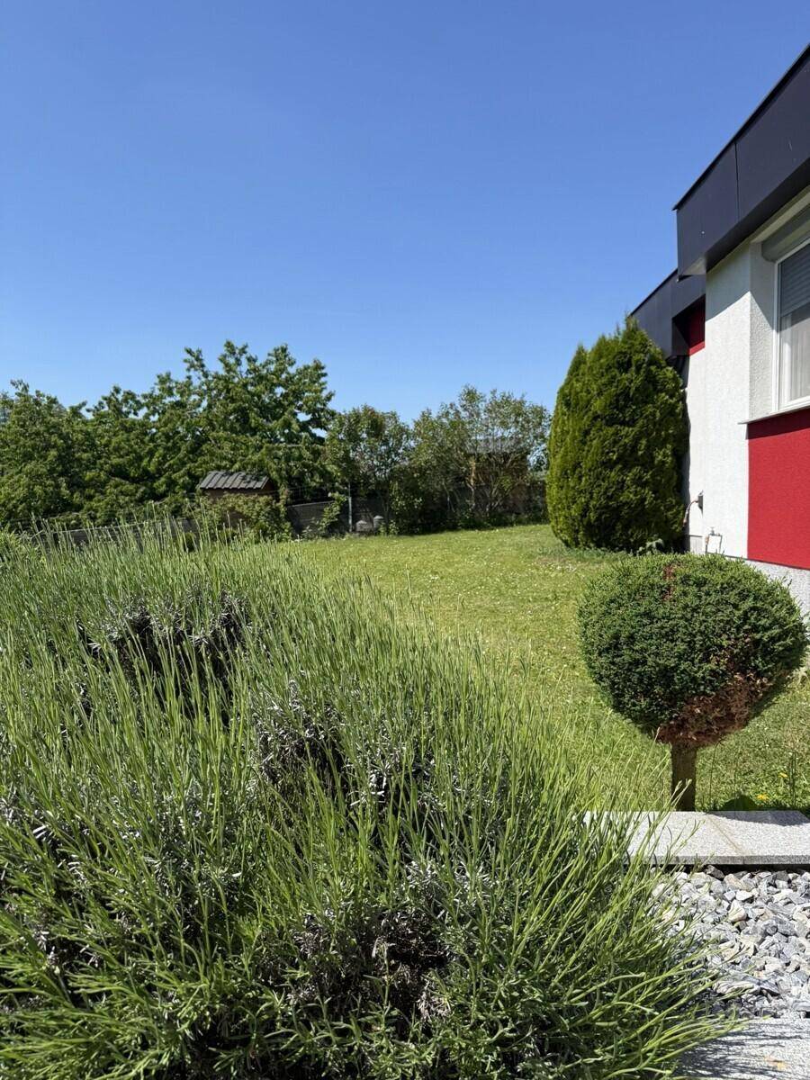 Gepflegter Gartenbereich mit Lavendelbüschen und Zierbaum vor der Hausfassade.
