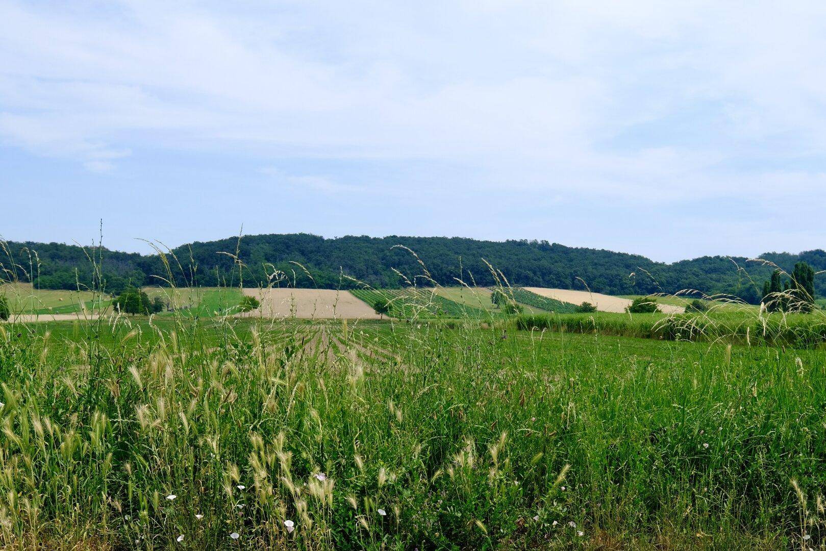 Burgenländische "Toskana"