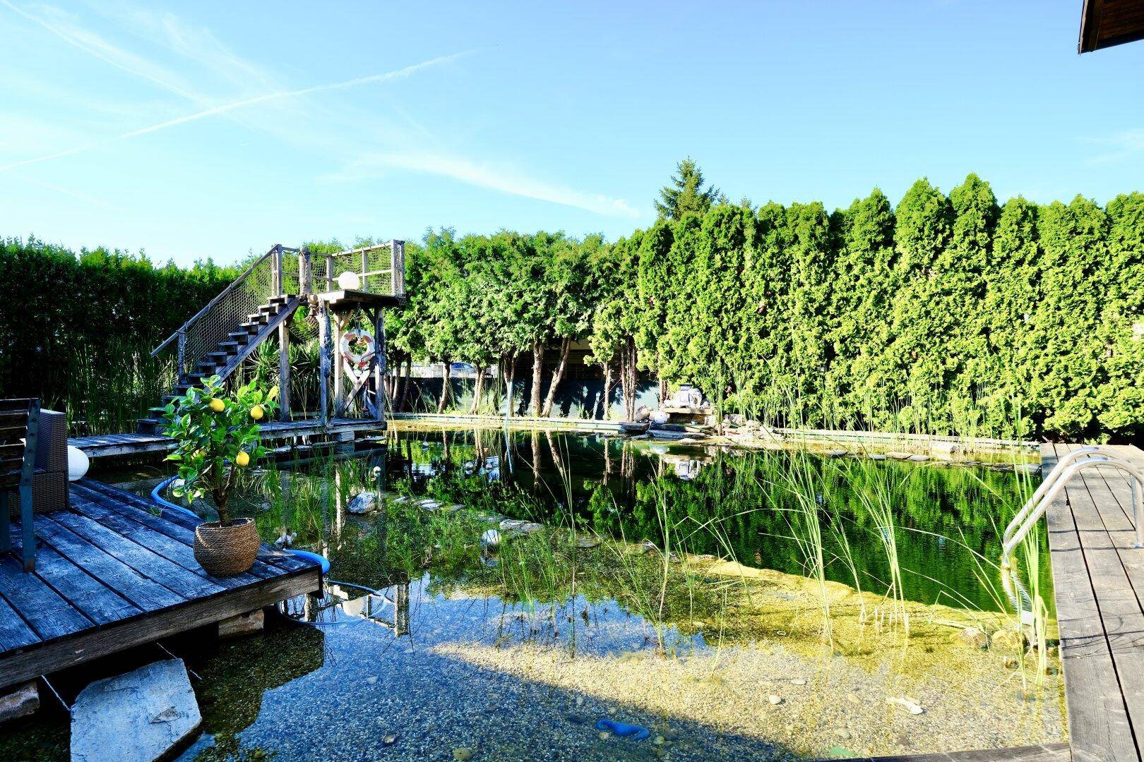 Natürlicher Schwimmteich mit Holzstegen und Sprungturm, umgeben von grüner Hecke.