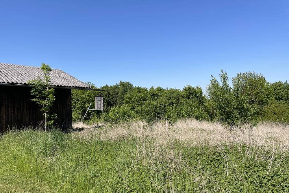 Altes Holzgebäude neben einem überwucherten Feld mit hohem Gras unter blauem Himmel.