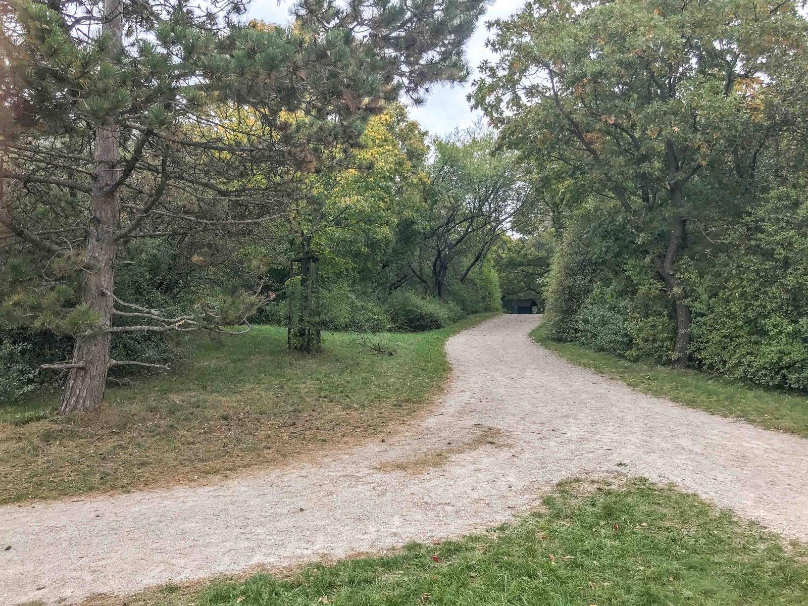 Naturbelassener Waldweg führt durch dicht bewachsene Bäume und Sträucher in einer ruhigen Umgebung.