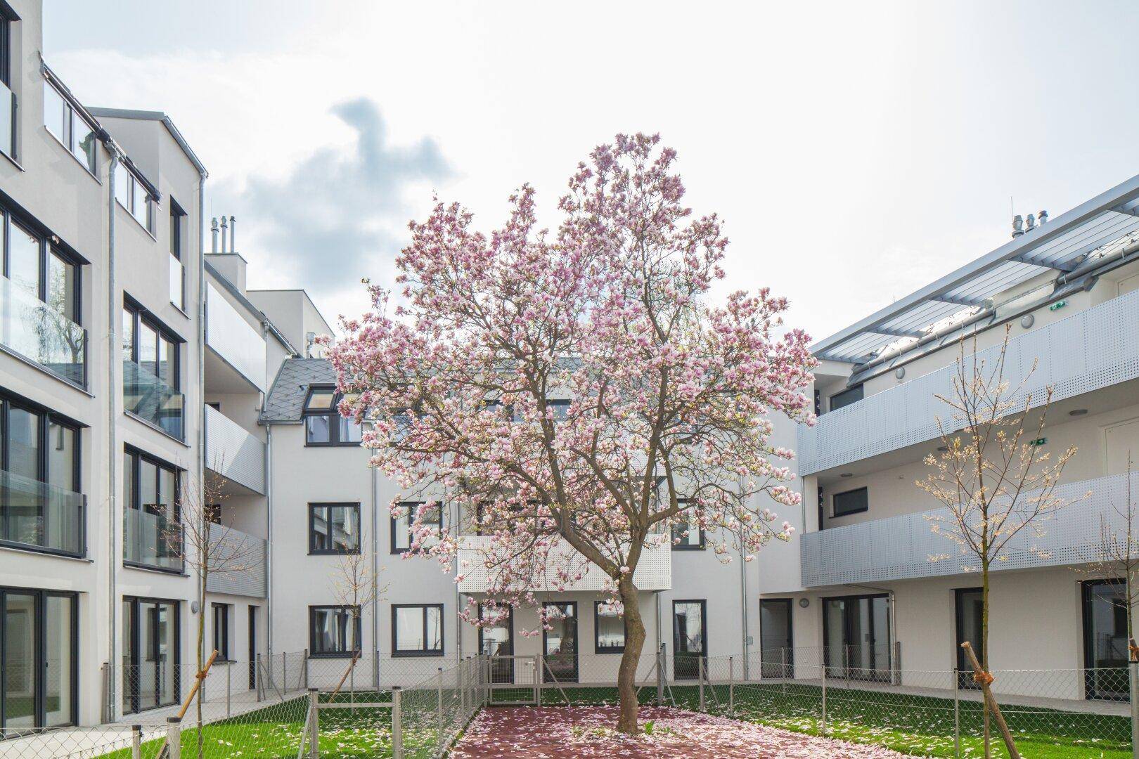 Gepflegter Innenhof mit blühendem Magnolienbaum und modernen Wohngebäuden im Hintergrund.