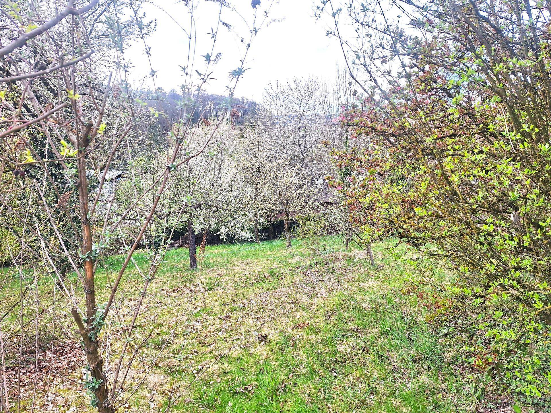 Naturbelassener Garten mit blühenden Obstbäumen und viel Grünfläche.