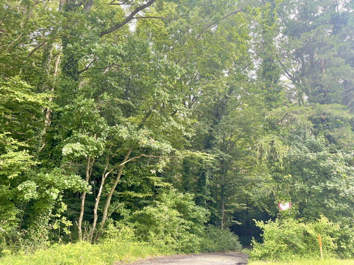 Dichter Wald mit üppigem Grün und einem schmalen Pfad, der in die Tiefe führt.