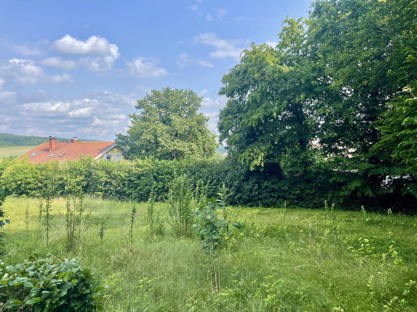 Naturbelassenes Grundstück mit hohen Gräsern und Bäumen, im Hintergrund ein Haus mit rotem Dach.
