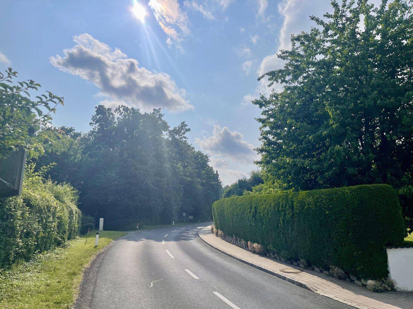 Kurvige Landstraße, gesäumt von hohen Hecken und Bäumen unter strahlendem Sonnenschein.