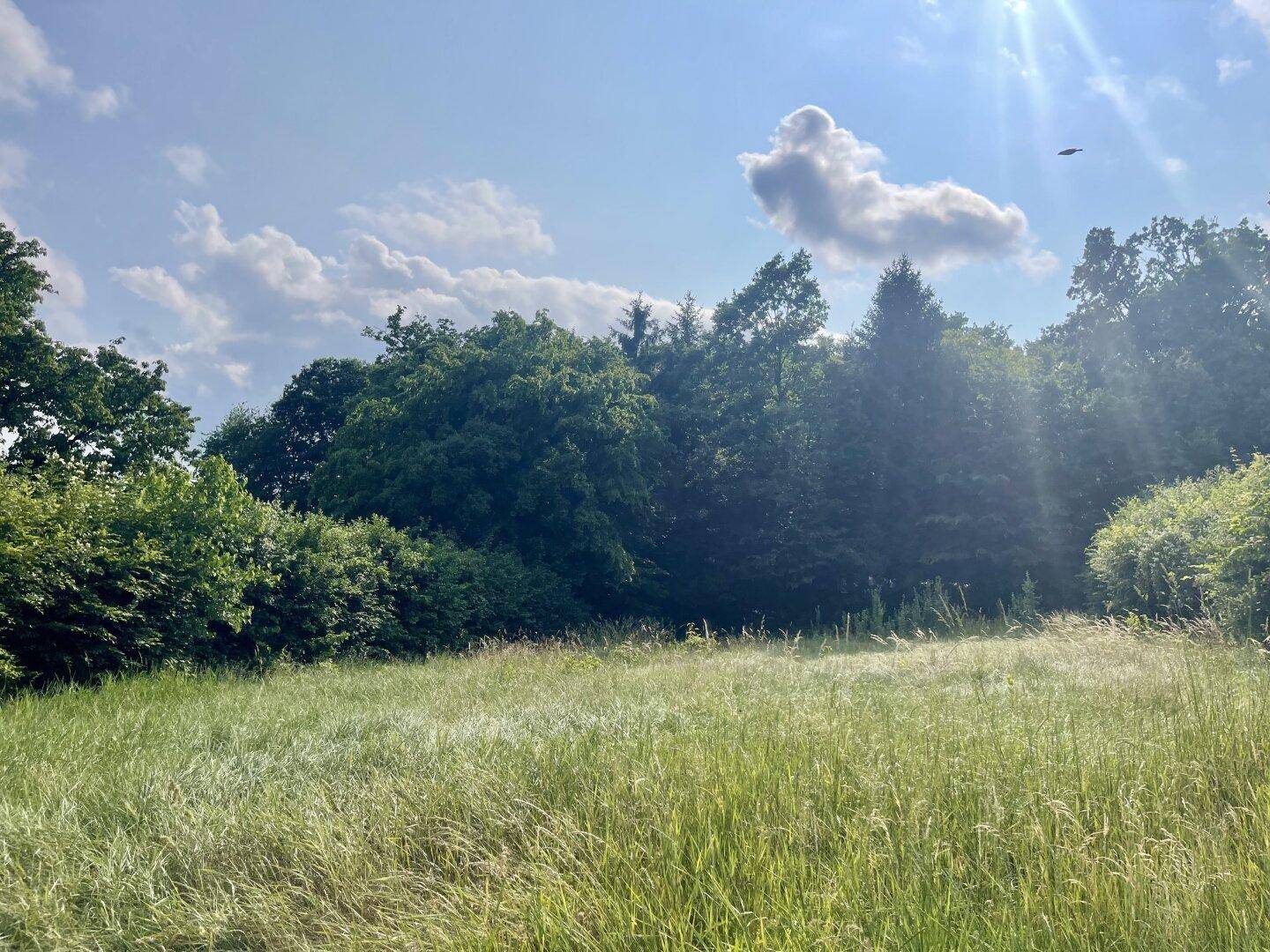 Sonniger Blick über eine grüne Wiese mit dichtem Baumbestand am Horizont unter blauem Himmel.