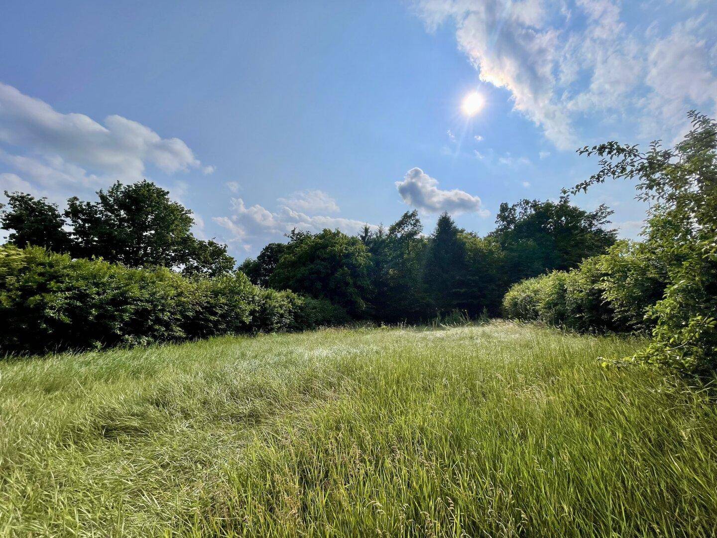 Sonnige Wiese mit hohem Gras, umgeben von dichten Bäumen und Sträuchern unter blauem Himmel.