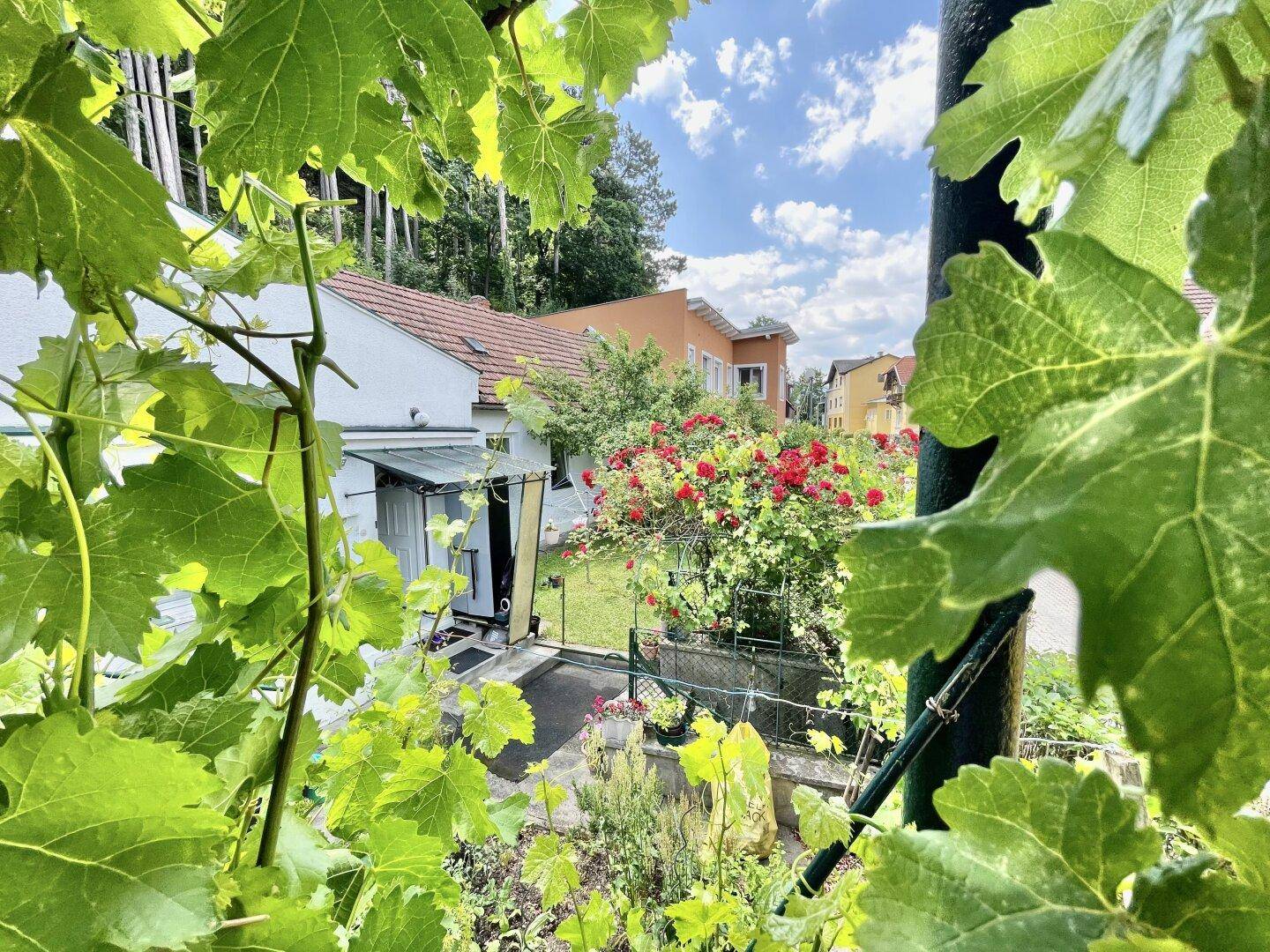 Blick durch Weinblätter auf den Garten mit blühenden Rosen und benachbarten Häusern.